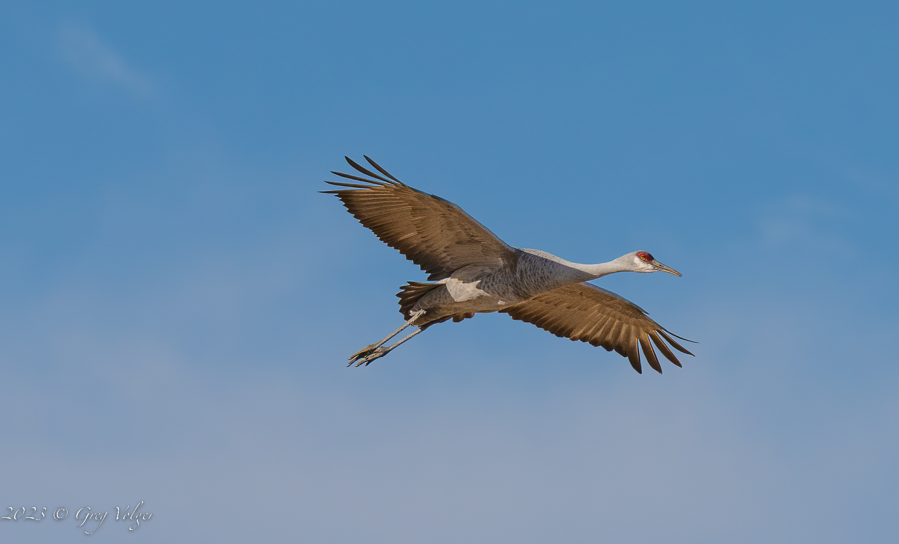 Sandhill crane