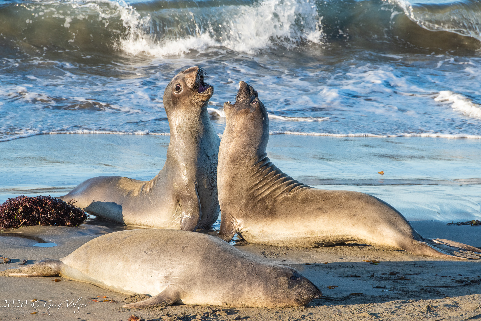 Elephant Seals - Piedras Blancas