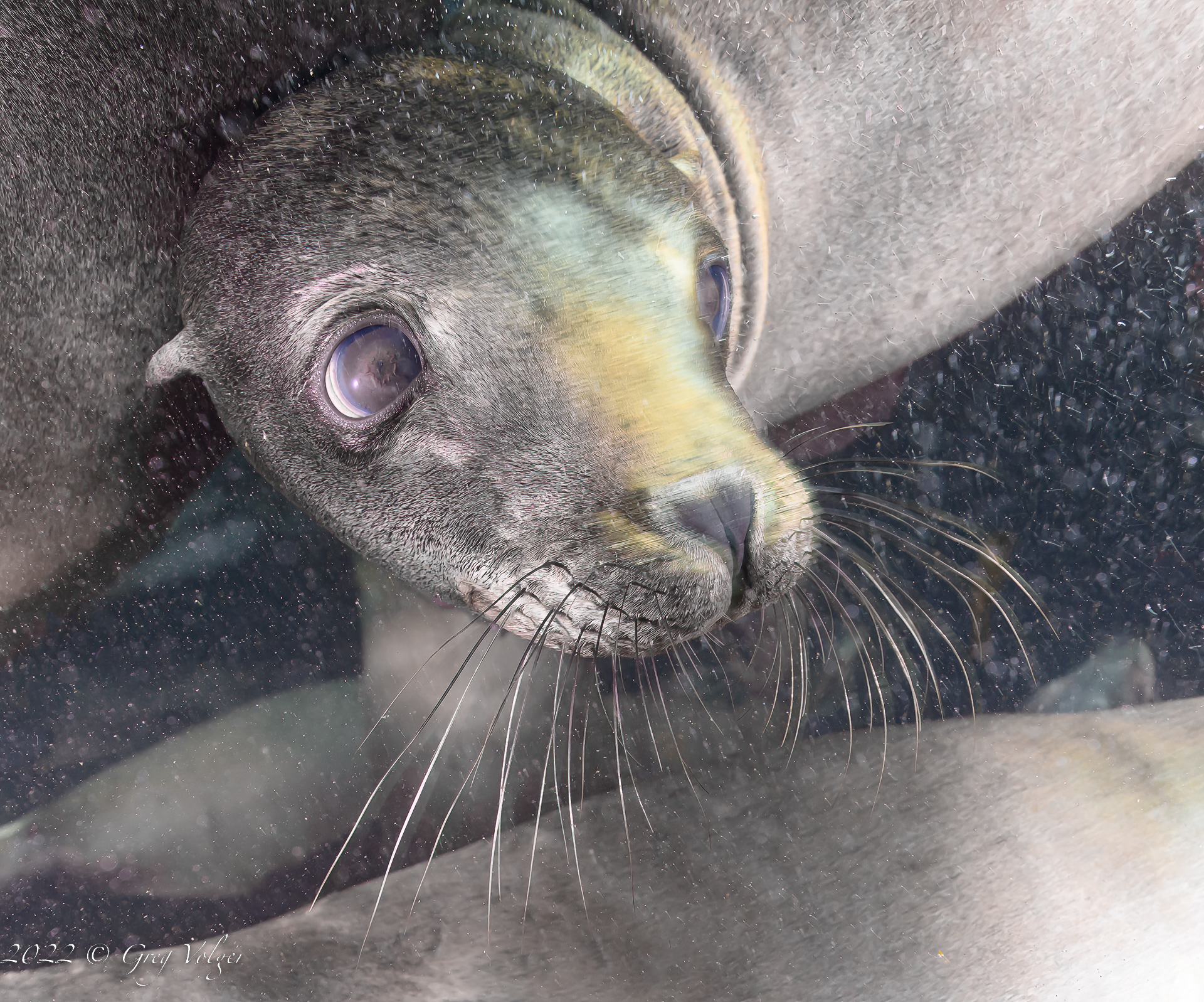 Sea Lion Santa Barbara Island