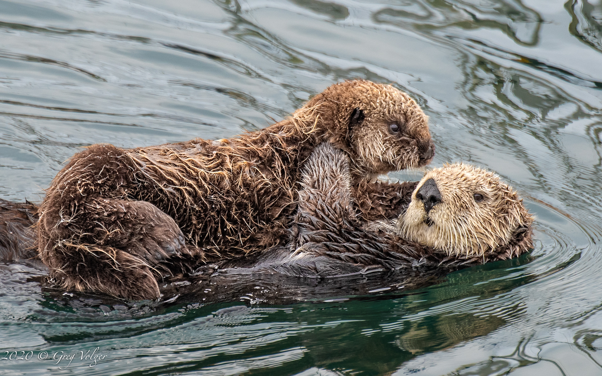 Sea Otters - Morro Bay
