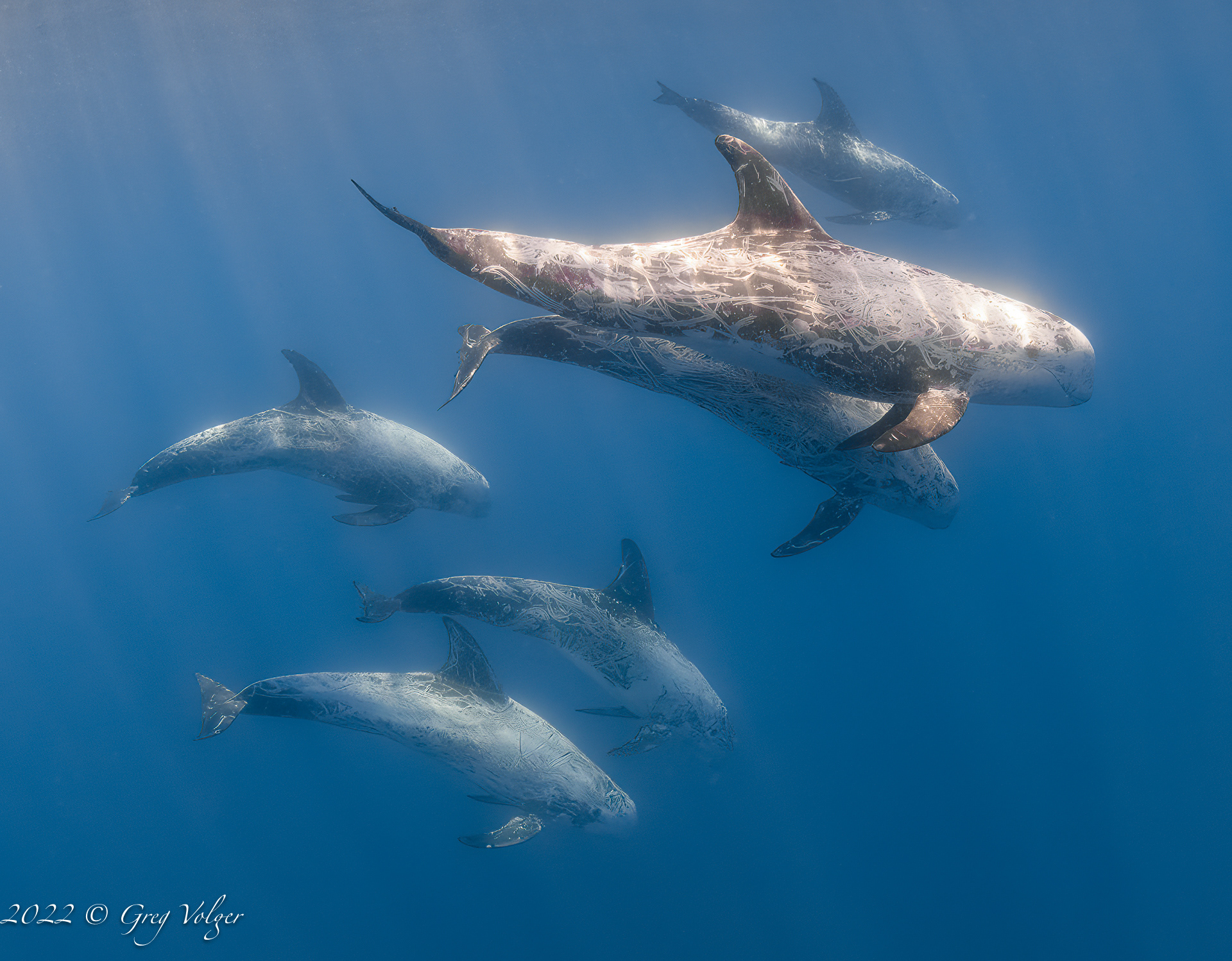Risso Dolphins