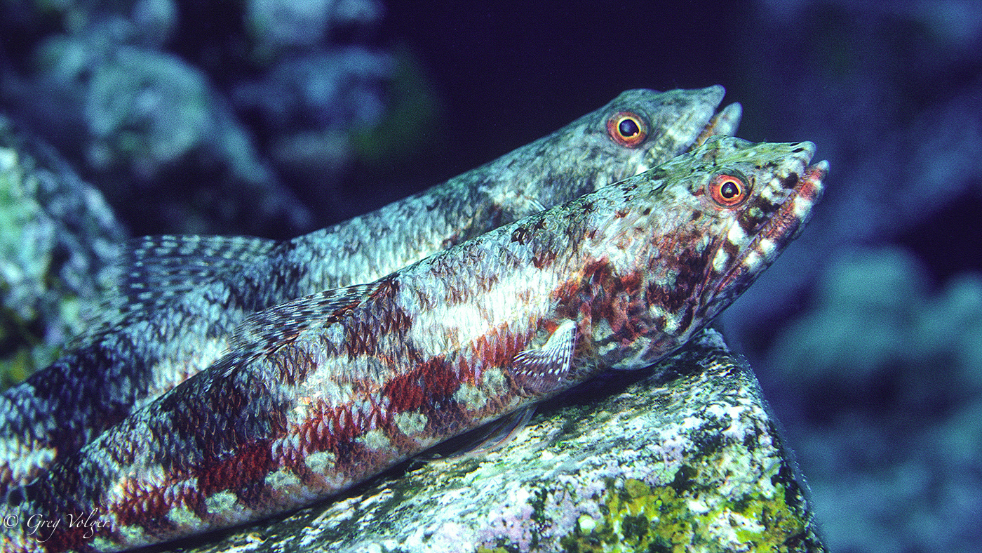 Lizard fish @ Hawai'i '2 Step'
