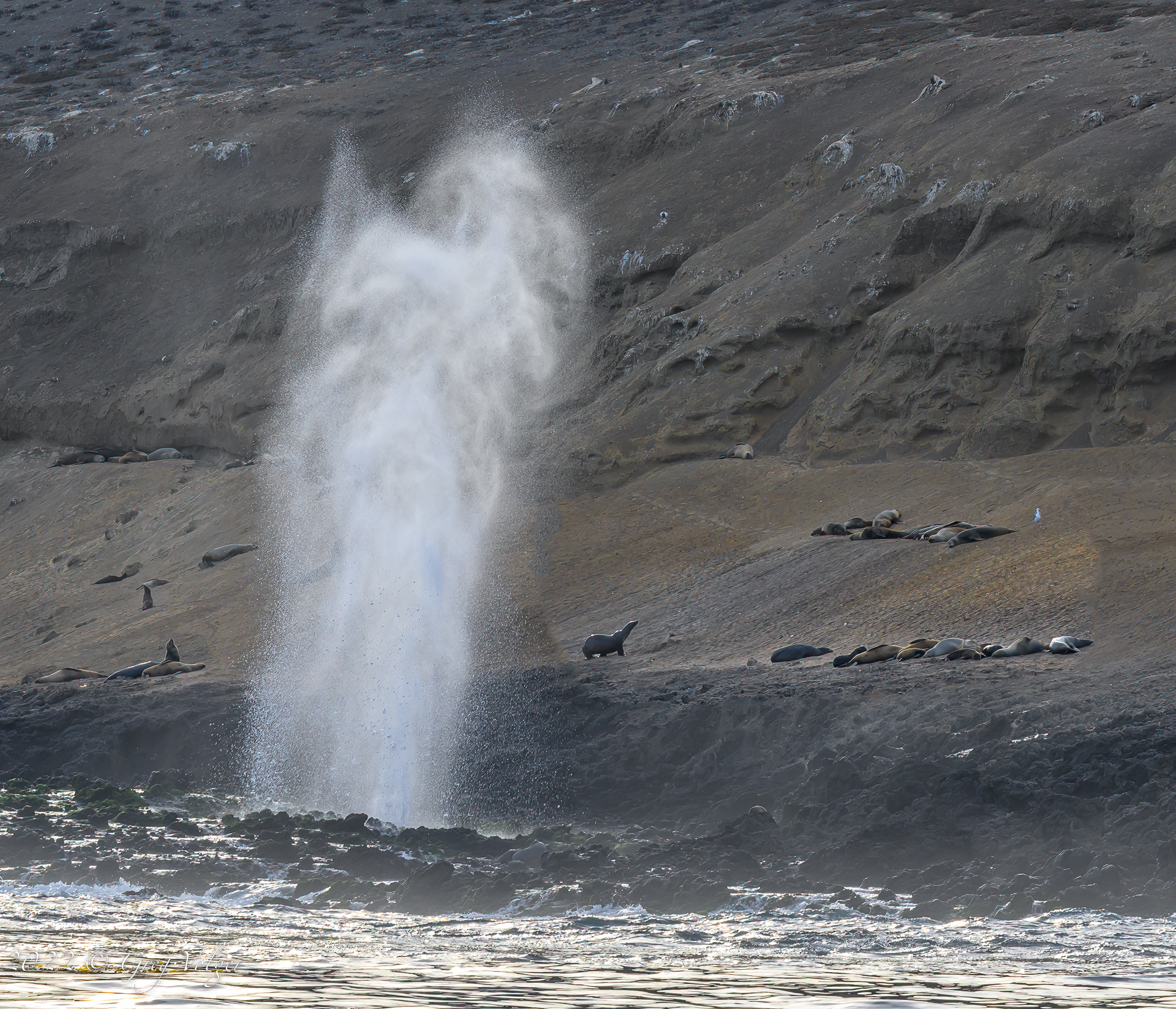 Gyser on Santa Barbara Island