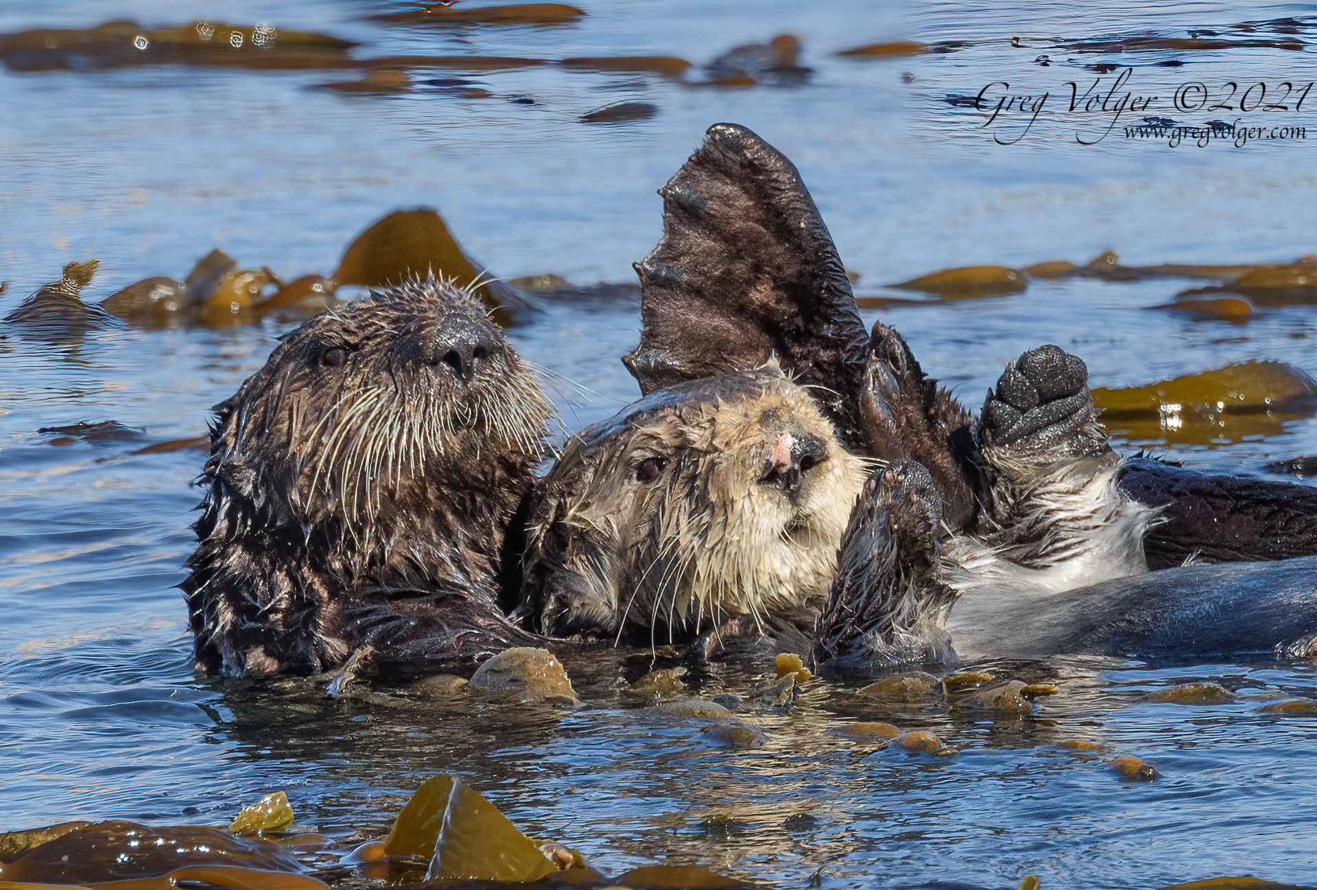 Sea otter Morro Bay