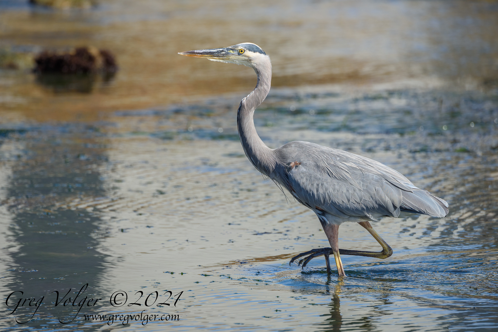 Blue Heron Morro Bay