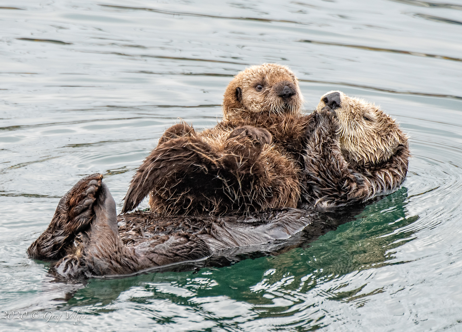 Sea Otters - Morro Bay