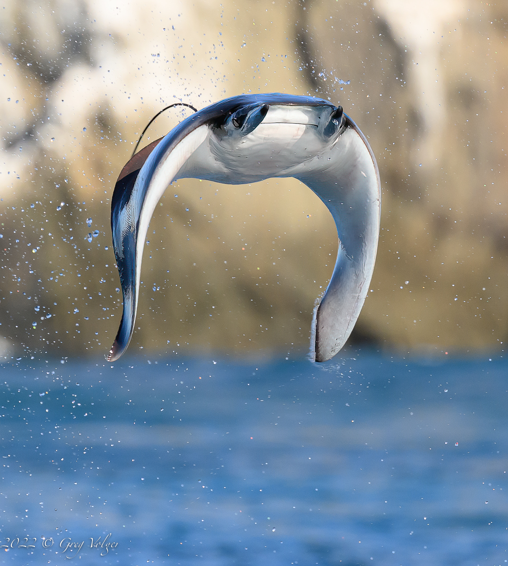 Leaping Mobula in Magdalena Bay