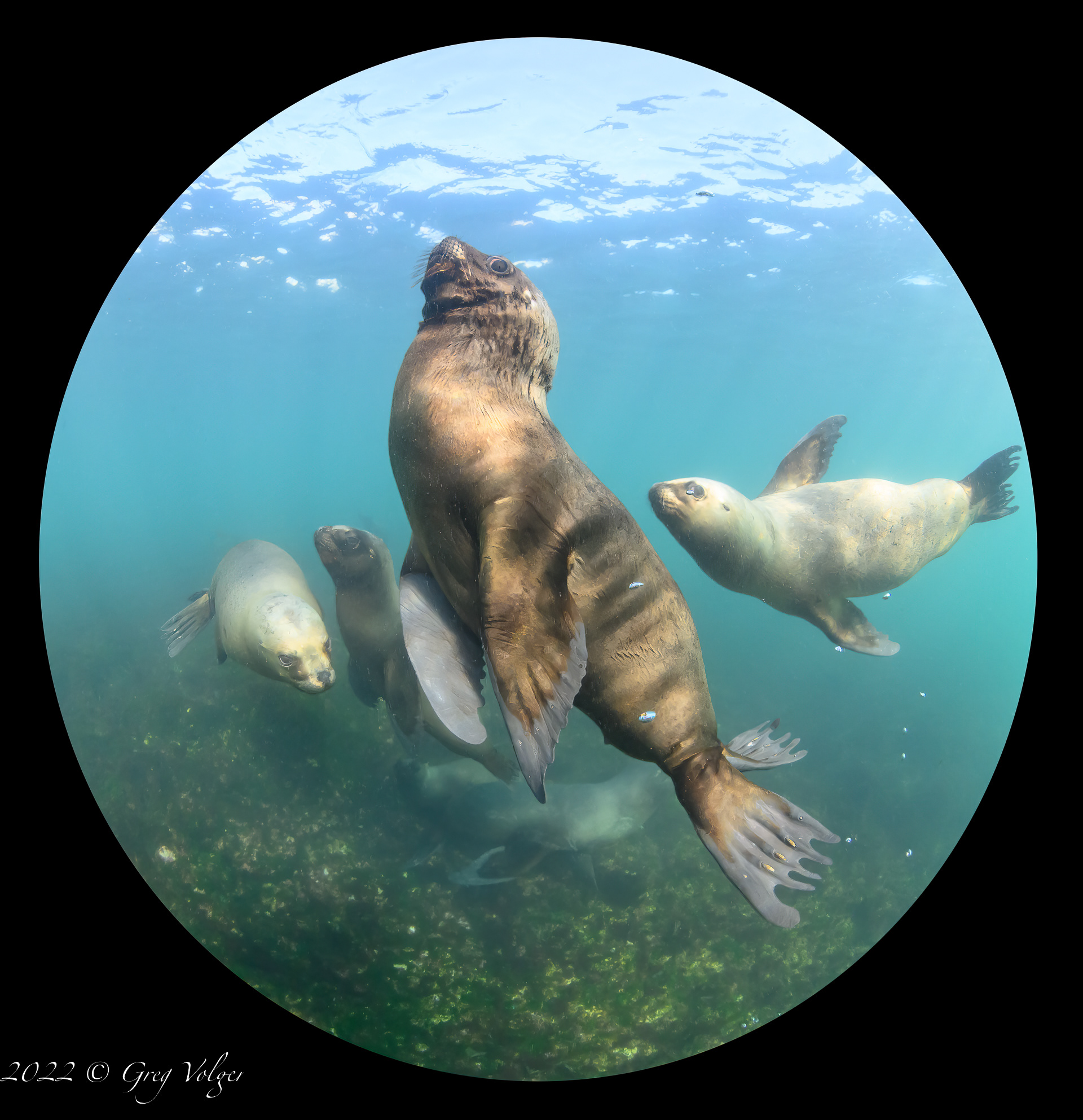 Southern Sea Lions