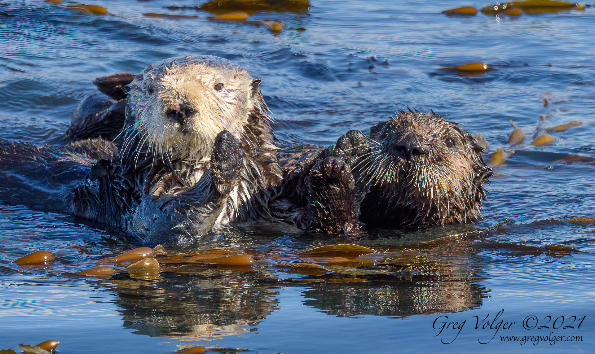 Sea otter Morro Bay