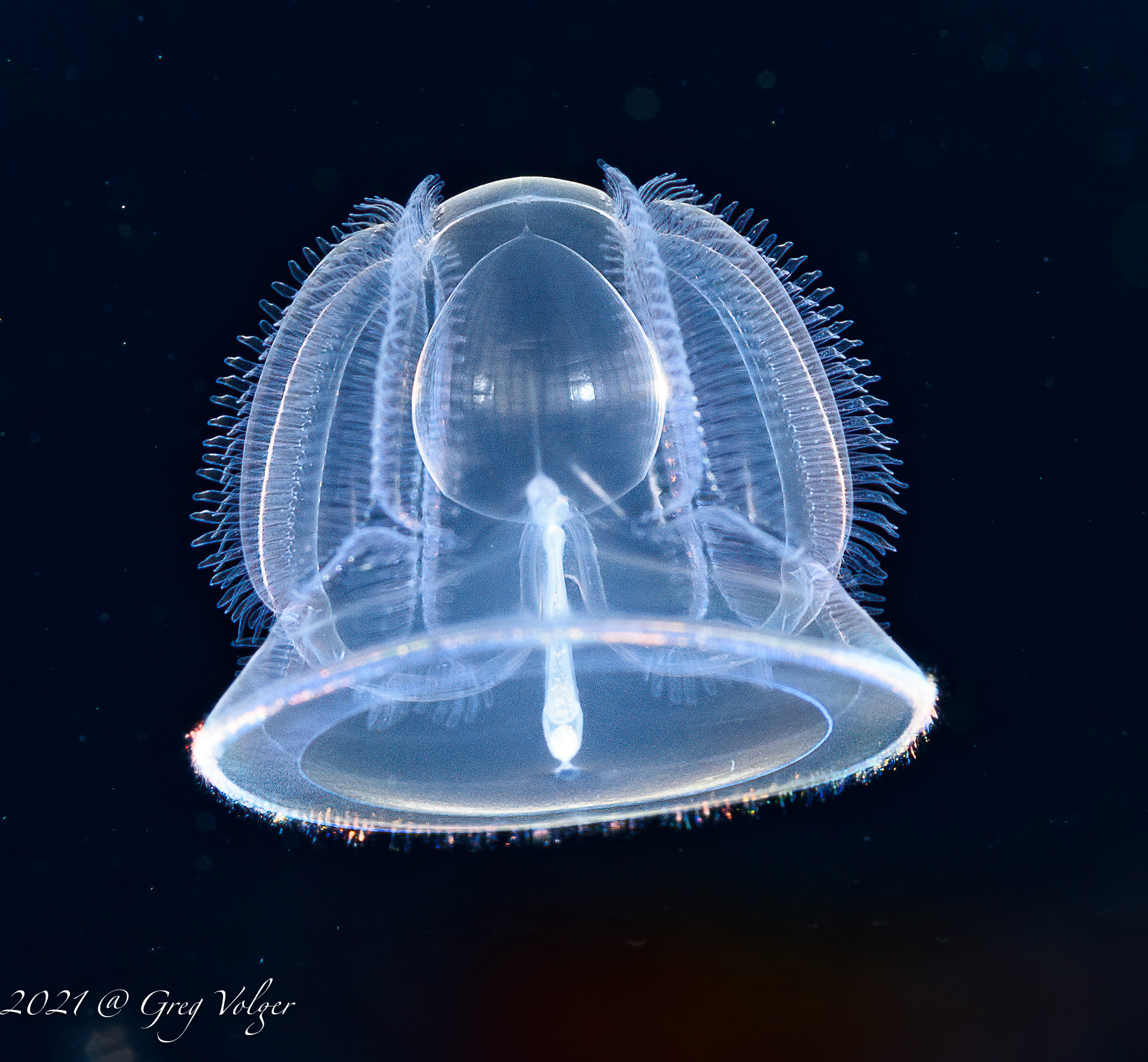 Tornaria larvae - Blackwater