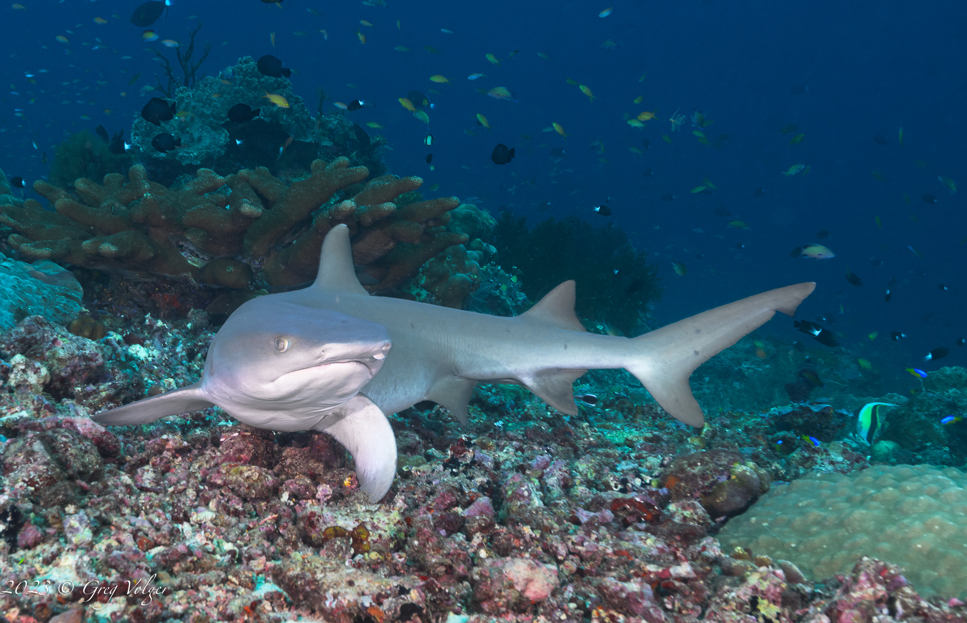 Grey Reef Shark
