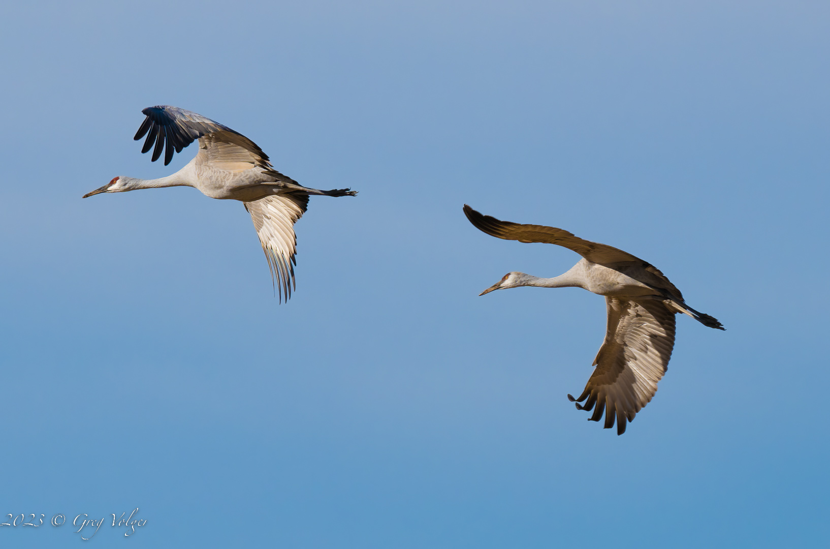 Sandhill crane