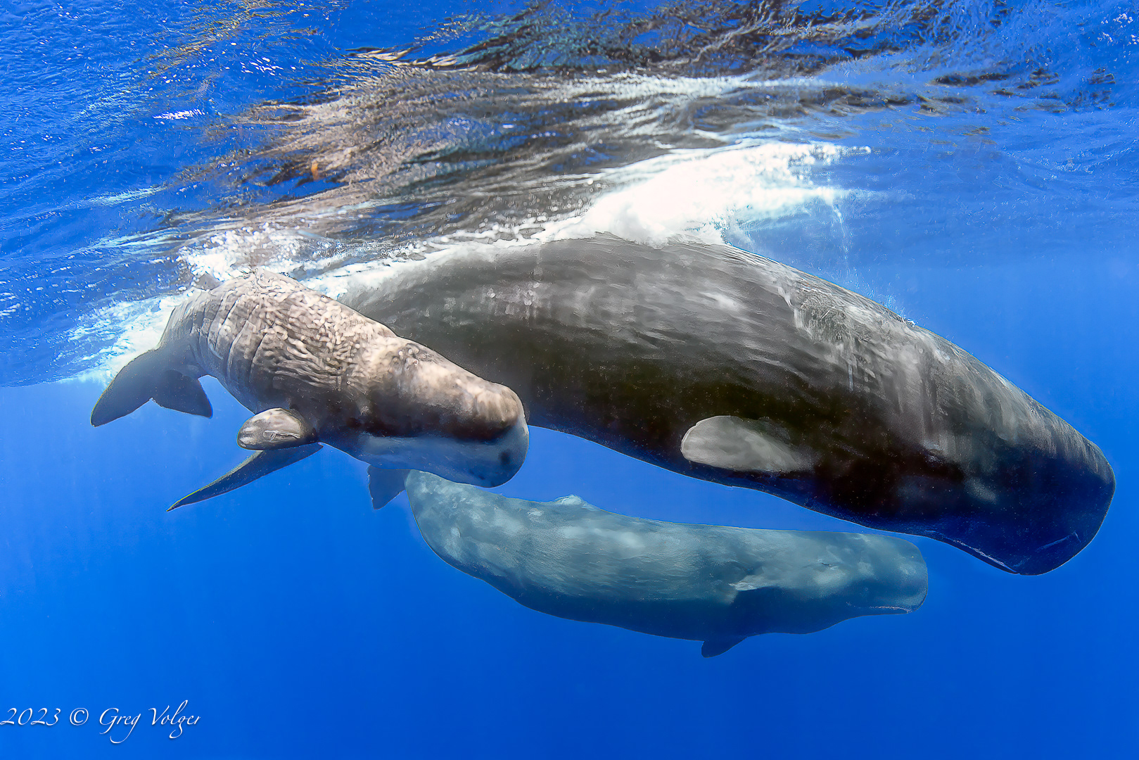 Sperm whales