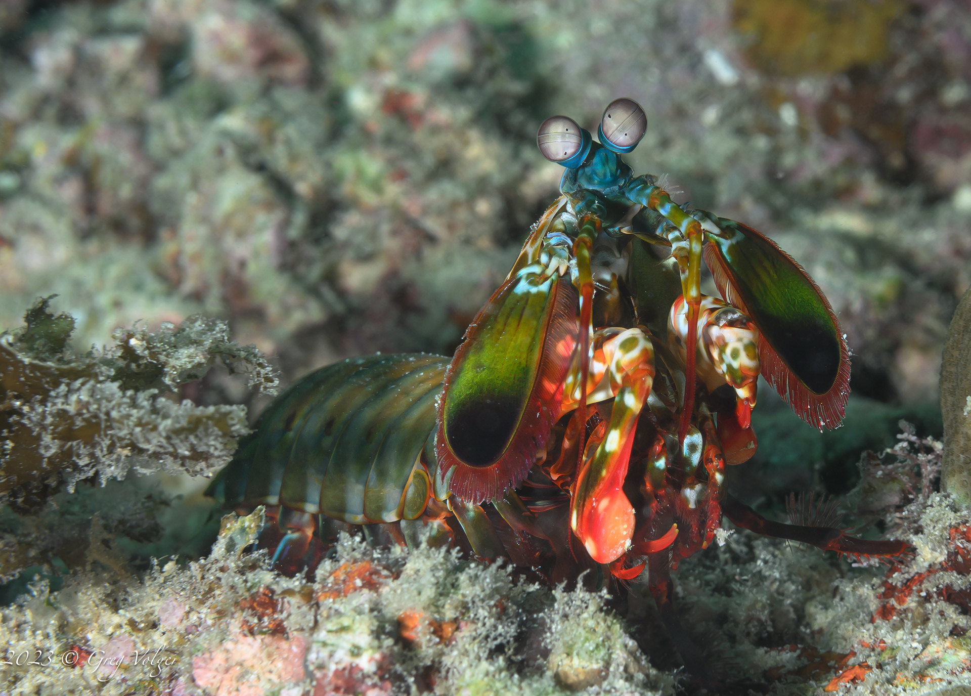 Mantis shrimp