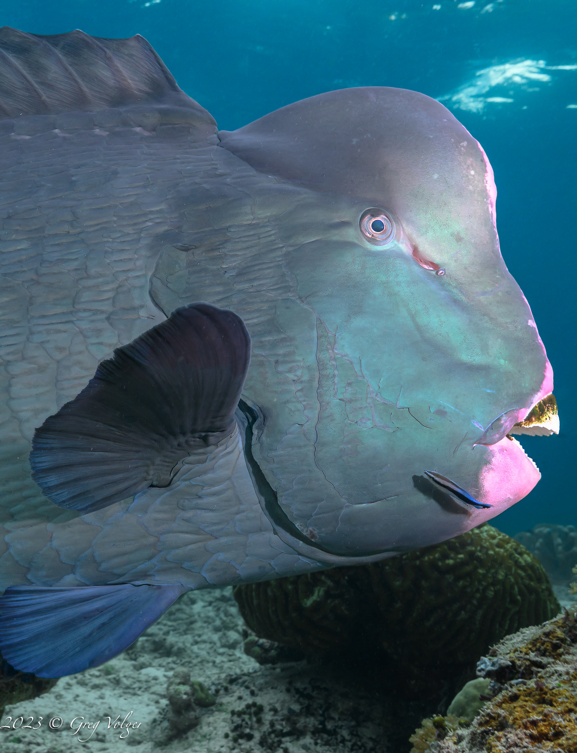 Green humphead parrotfish