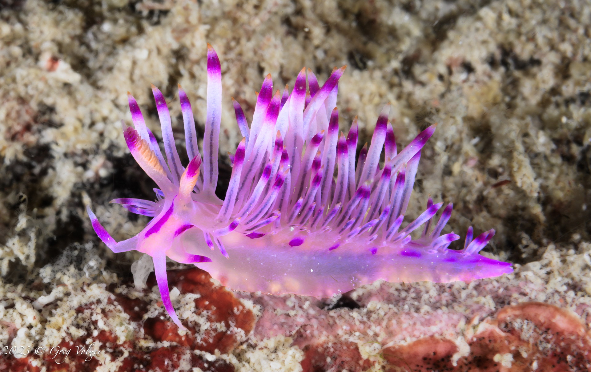 Nudibranch