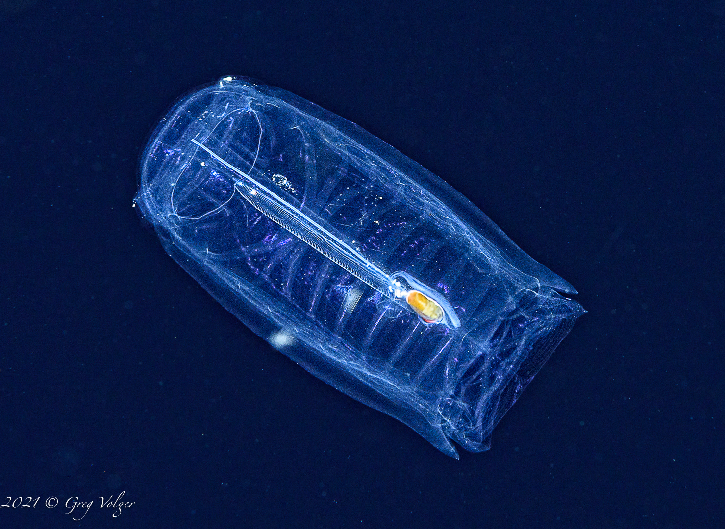 Salp - Blackwater