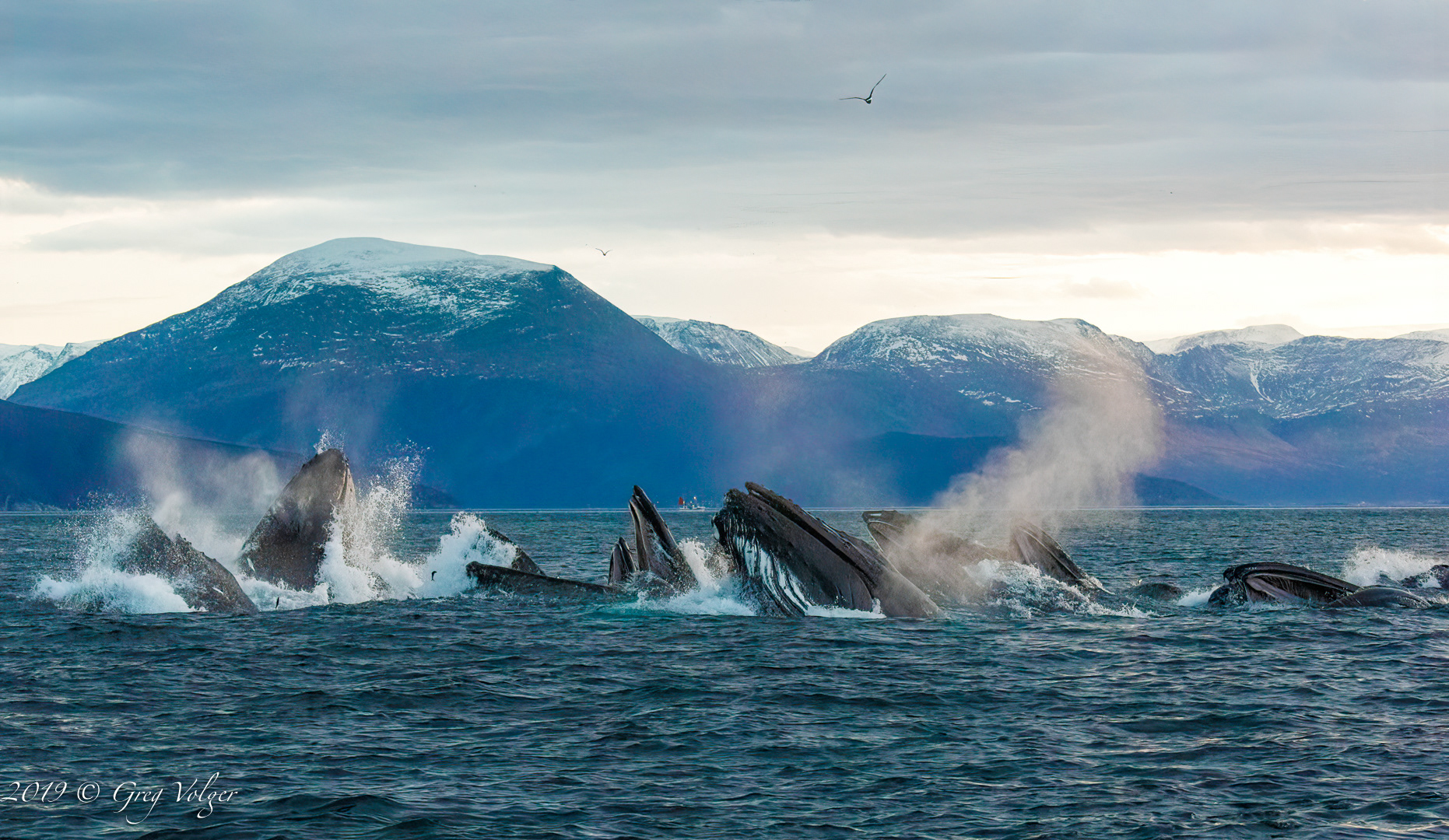 Humpbacks lung feeding