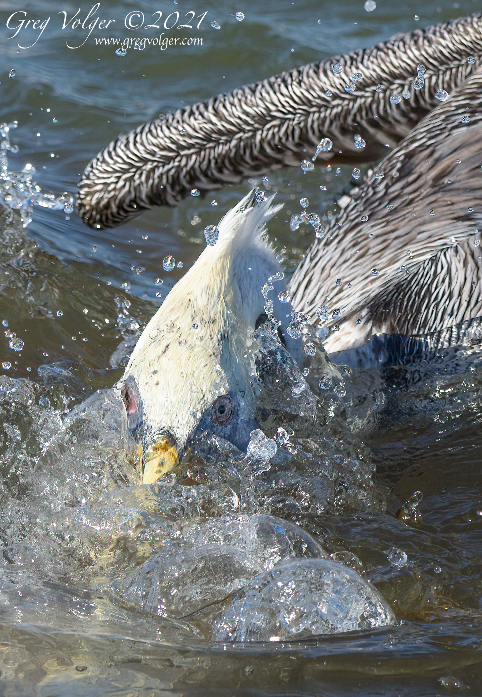 Magdalena Bay, Pelican
