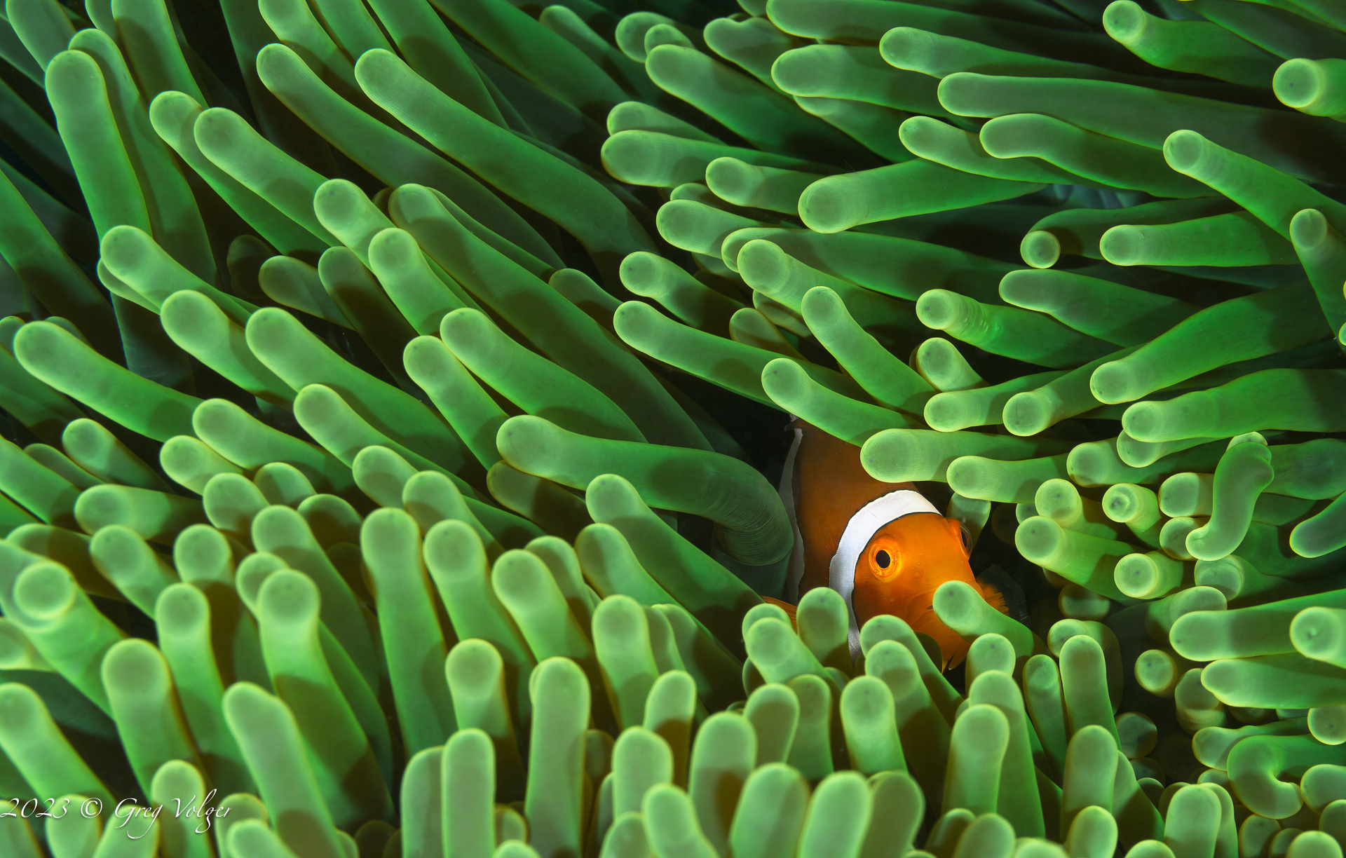 Clown fish