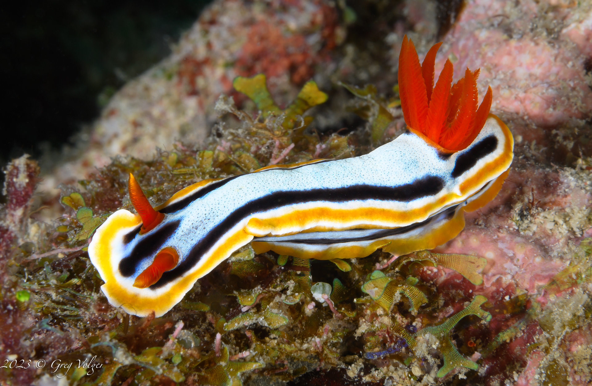 Nudibranch