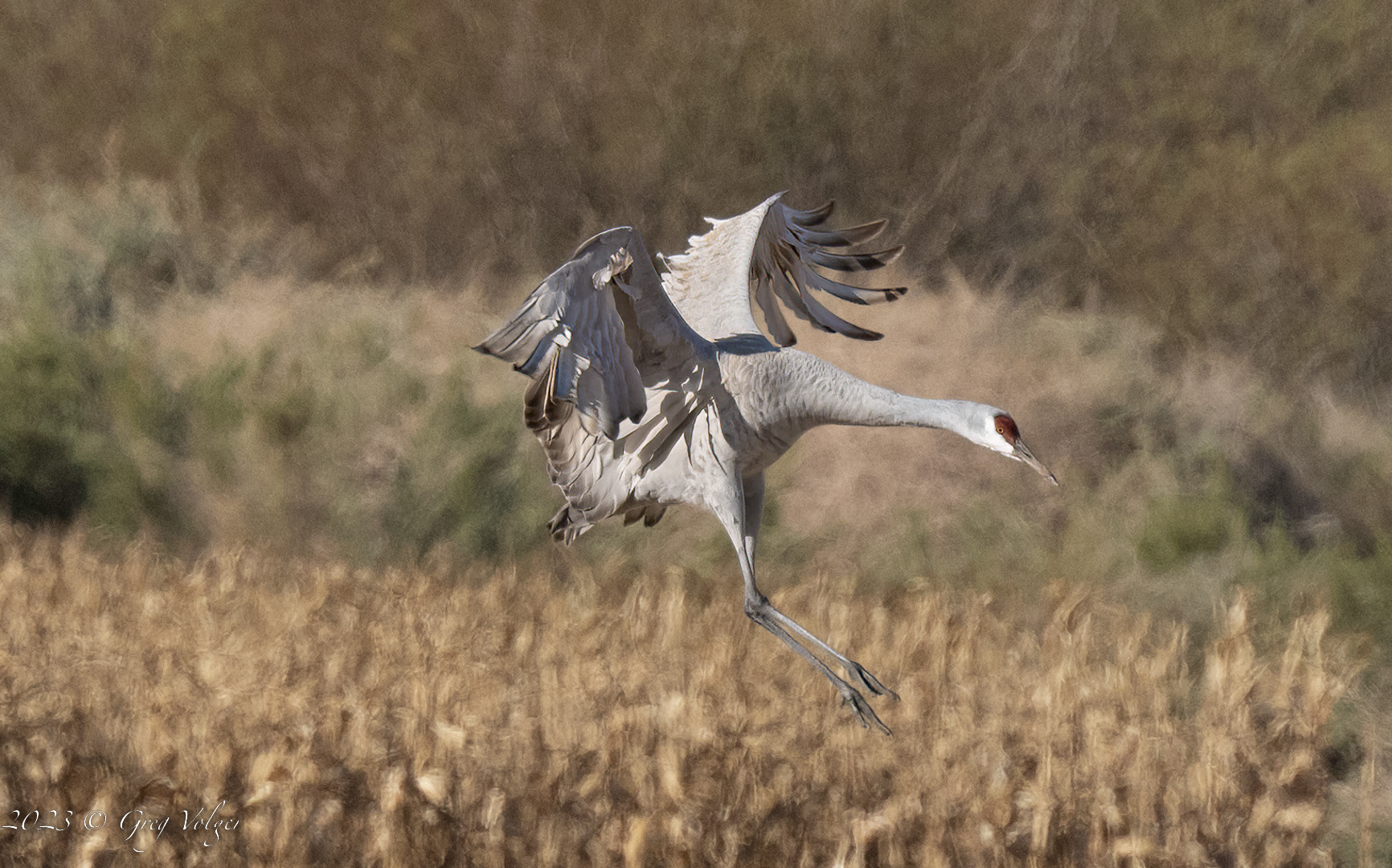 Sandhill crane