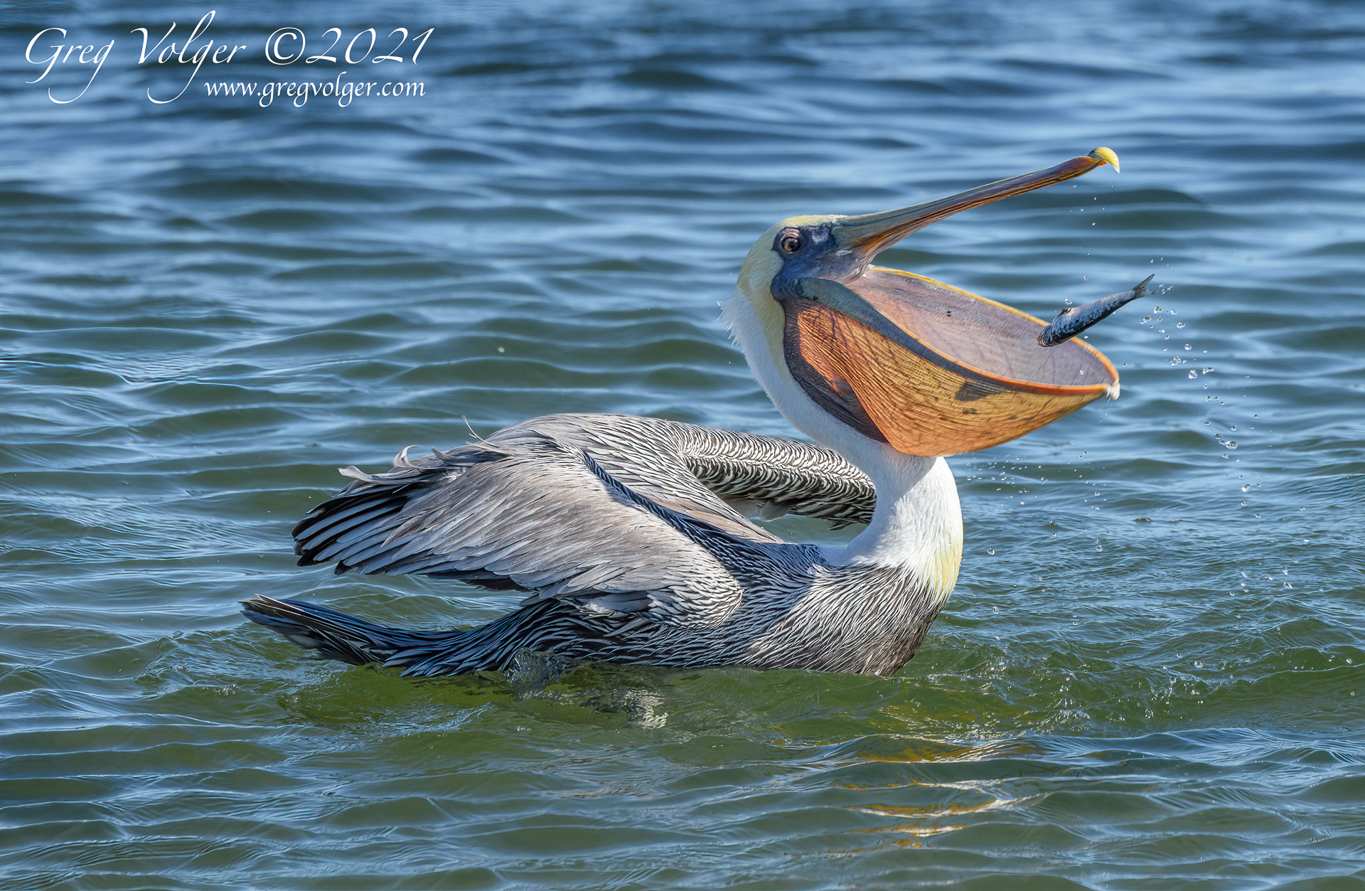 Magdalena Bay, Pelican