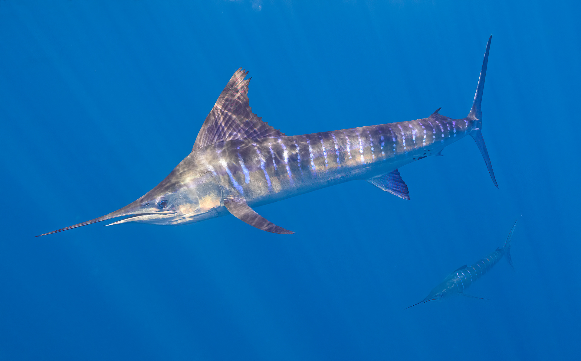 Magdalena Bay, Striped Marlin