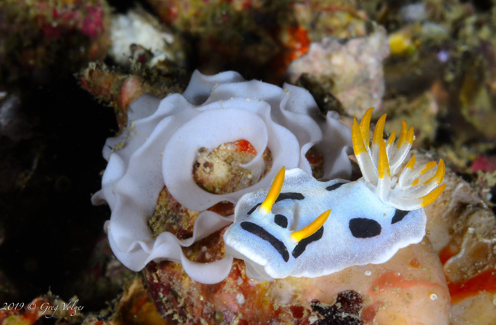 Nudibranch with eggs
