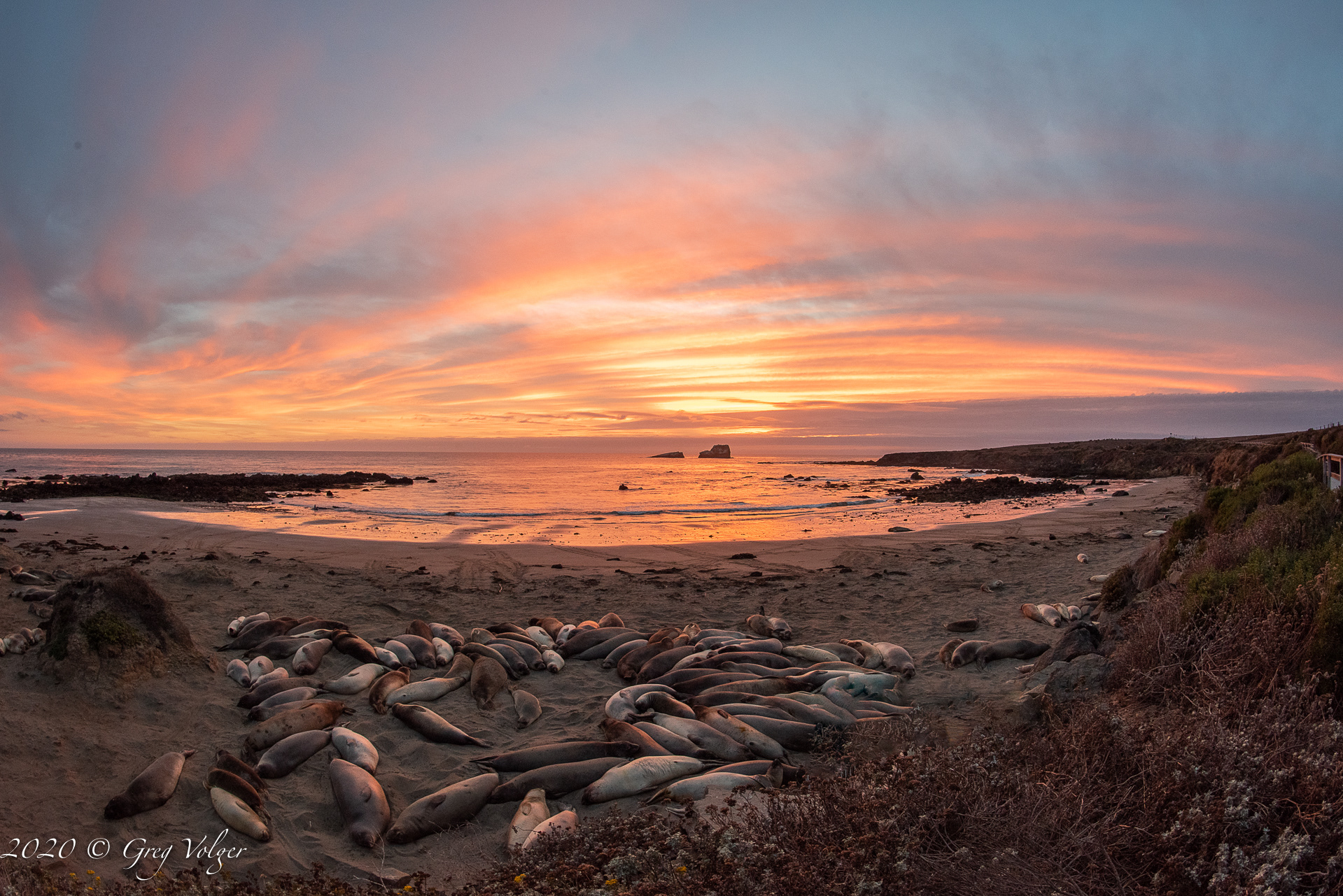 Elephant Seals - Piedras Blancas