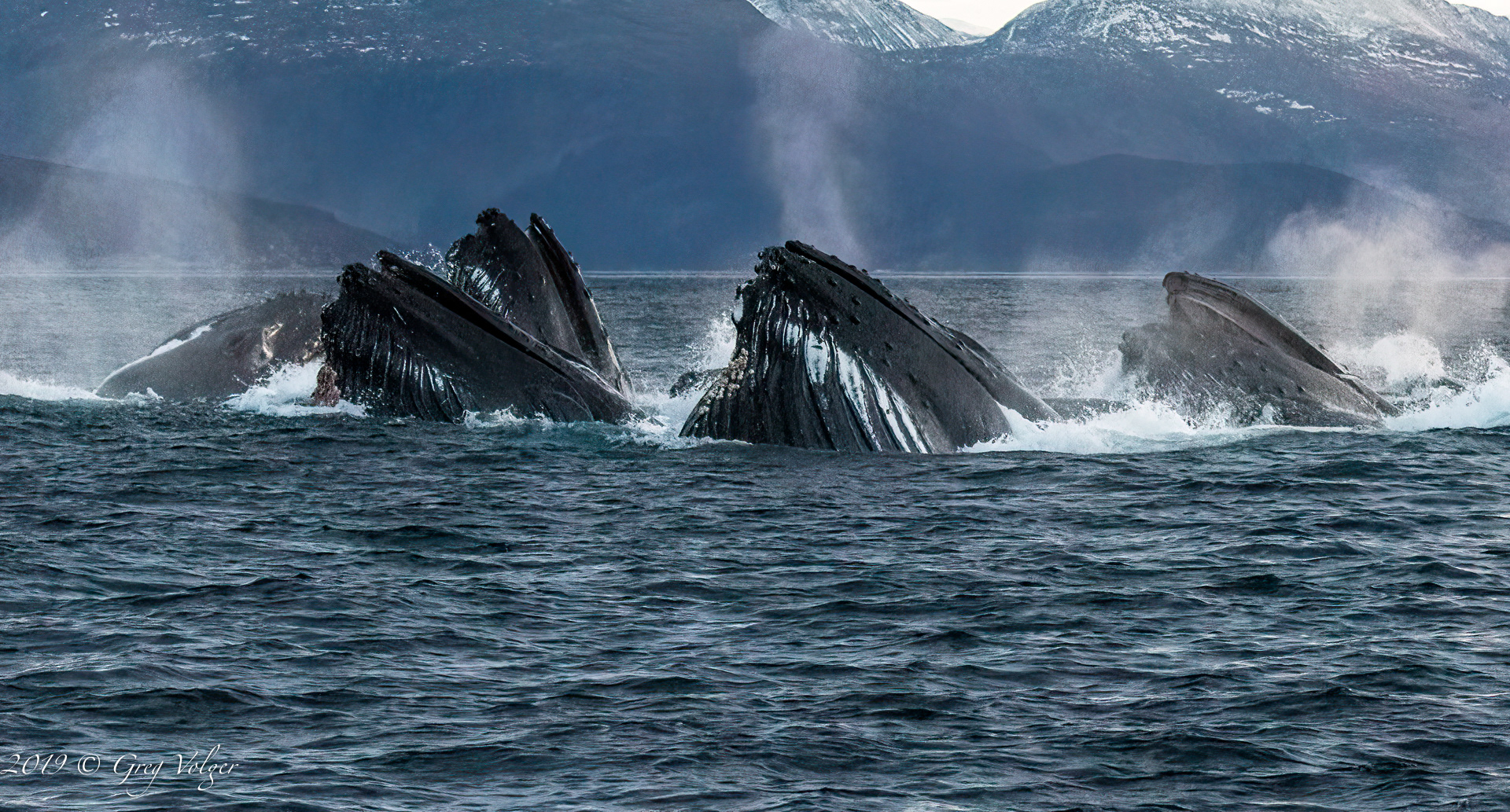 Humpbacks lung feeding