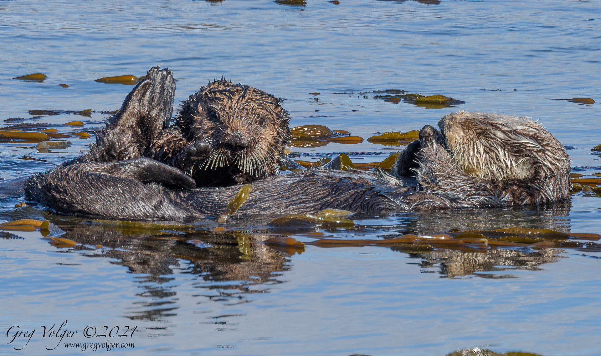 Sea otter Morro Bay