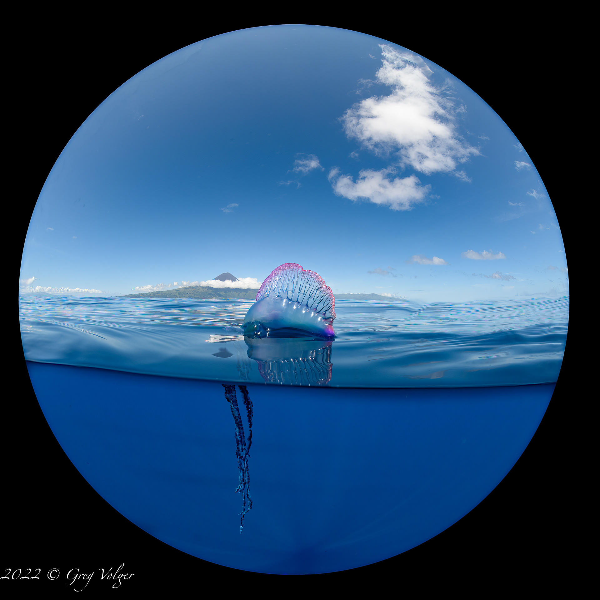 Portuguese Man o' war