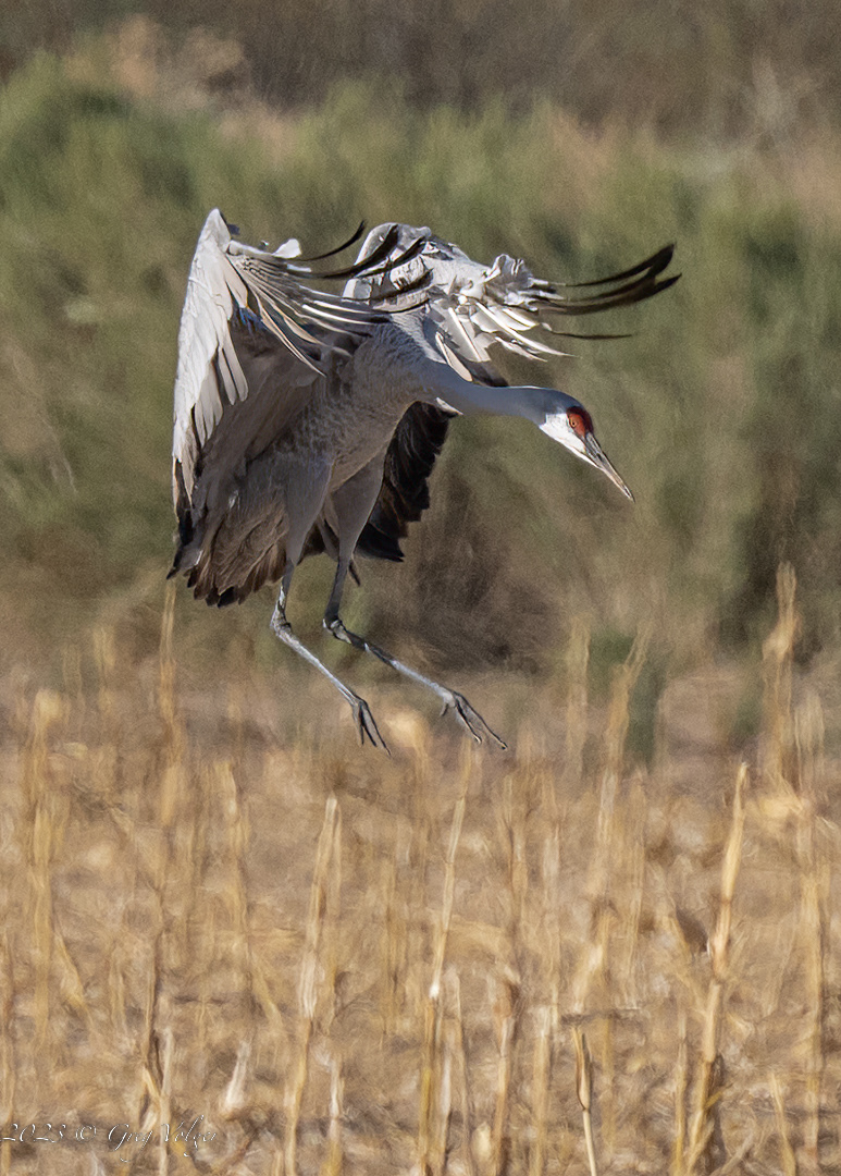 Sandhill crane
