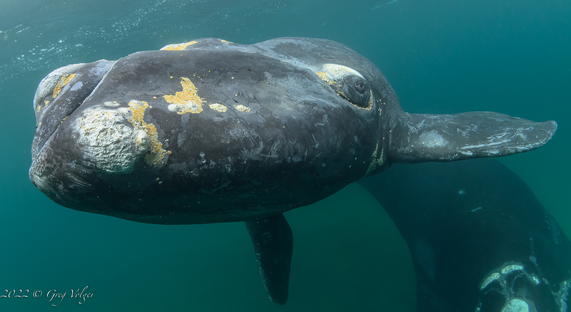 Southern Right Whale