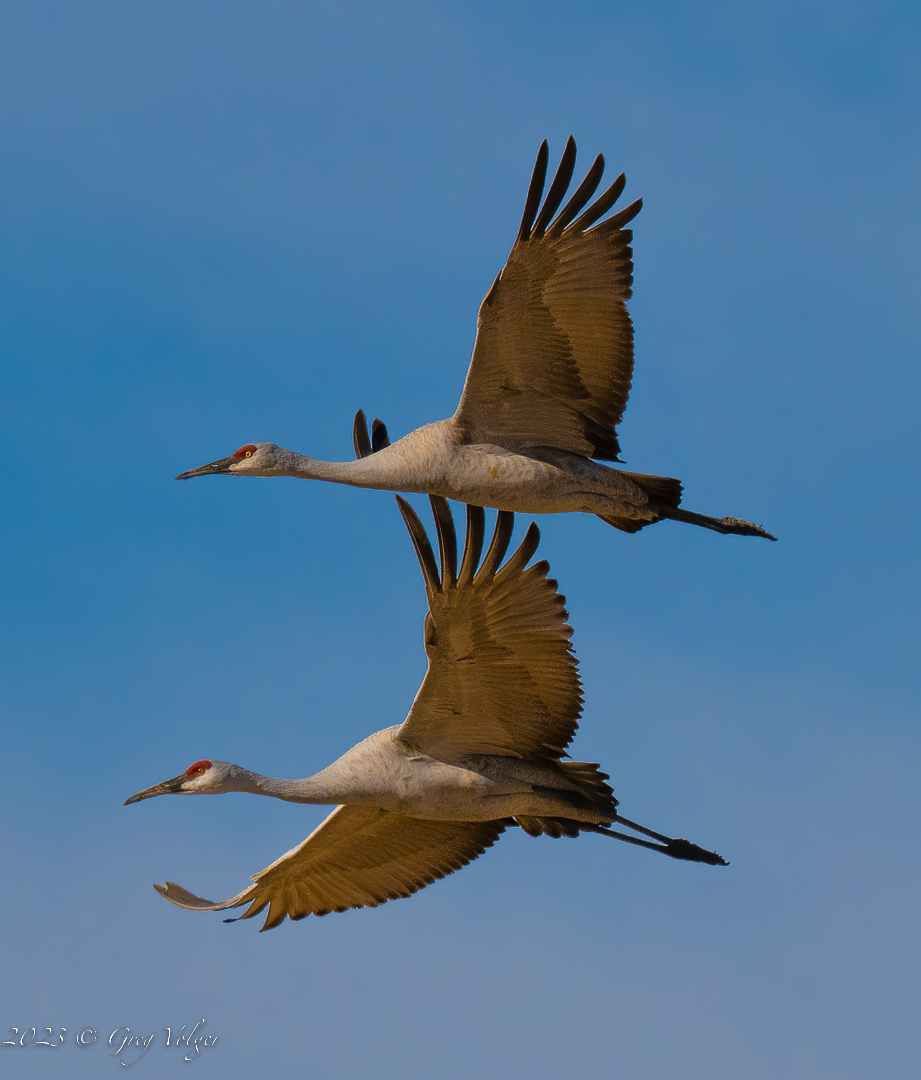 Sandhill crane
