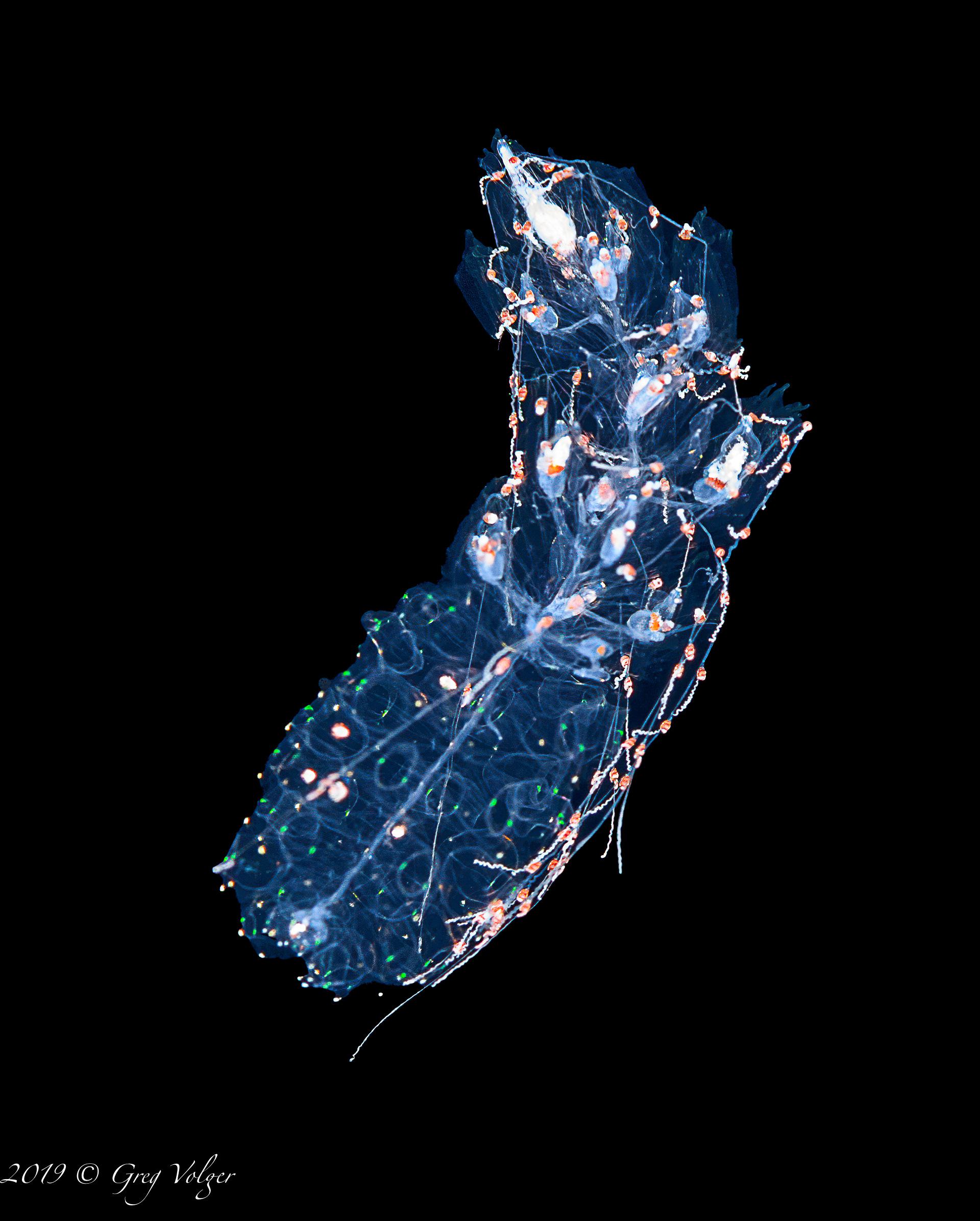Colonial Tunicate - Blackwater