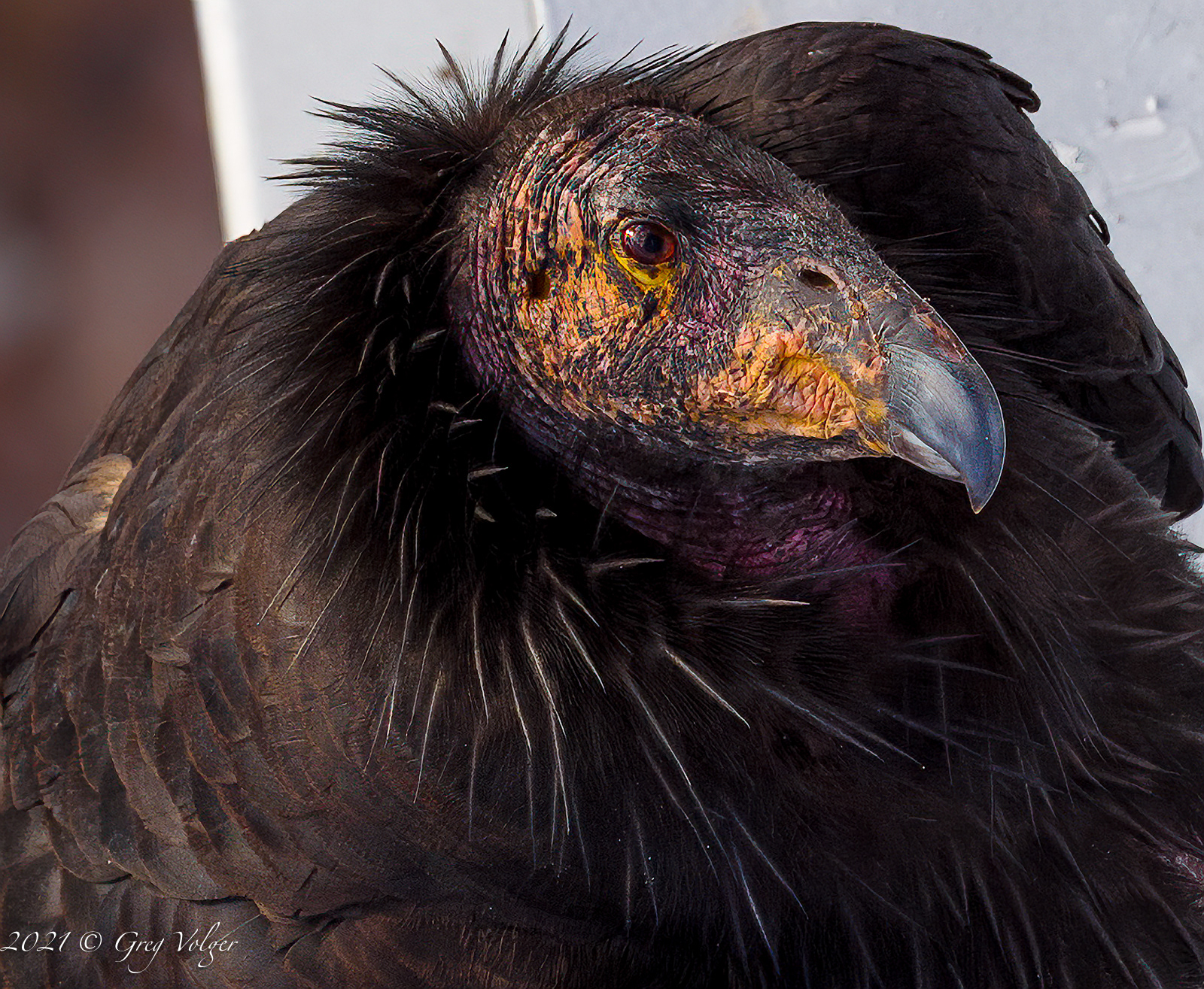 Condor, Navajo Bridge, AZ