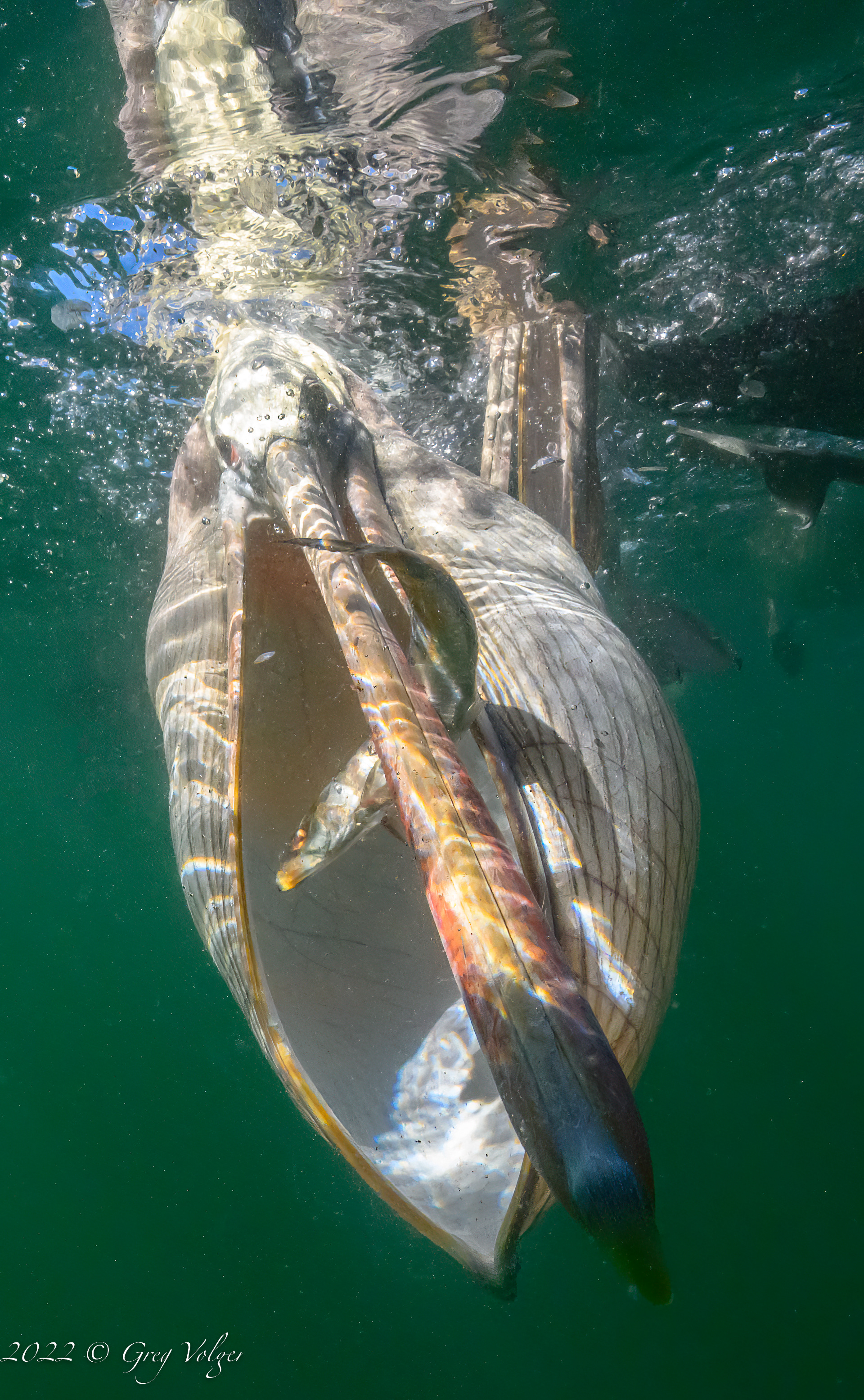 Pelican Magdalena Bay