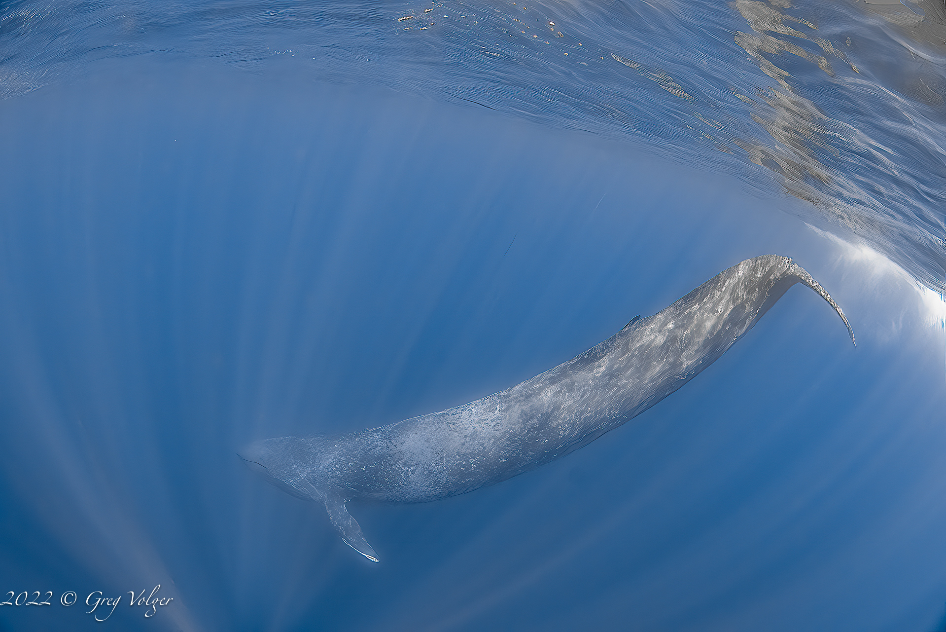 Blue whale