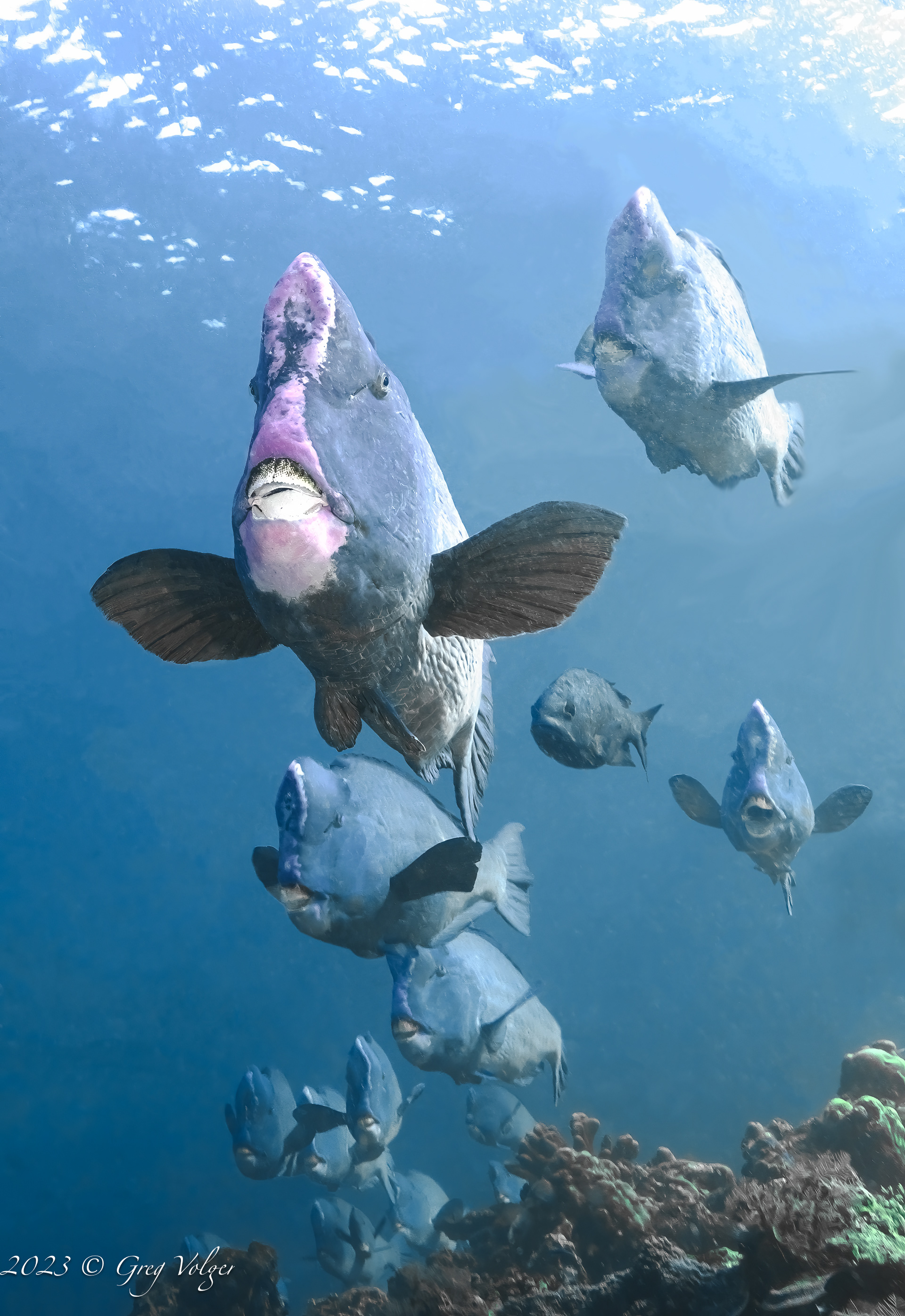 Green humphead parrotfish