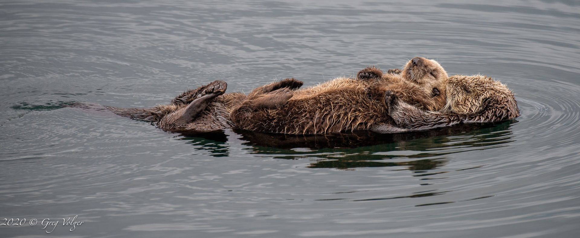 Sea Otters - Morro Bay