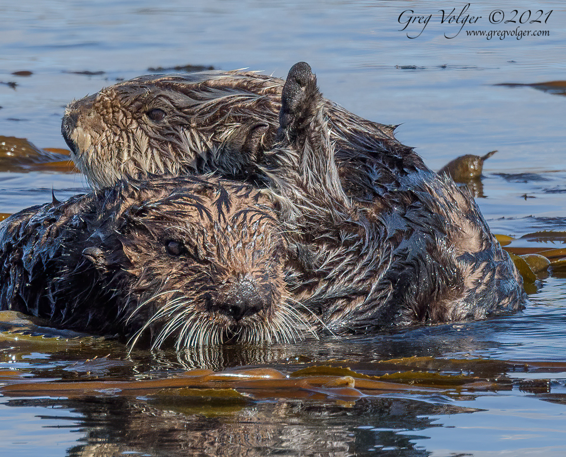 Sea otter Morro Bay