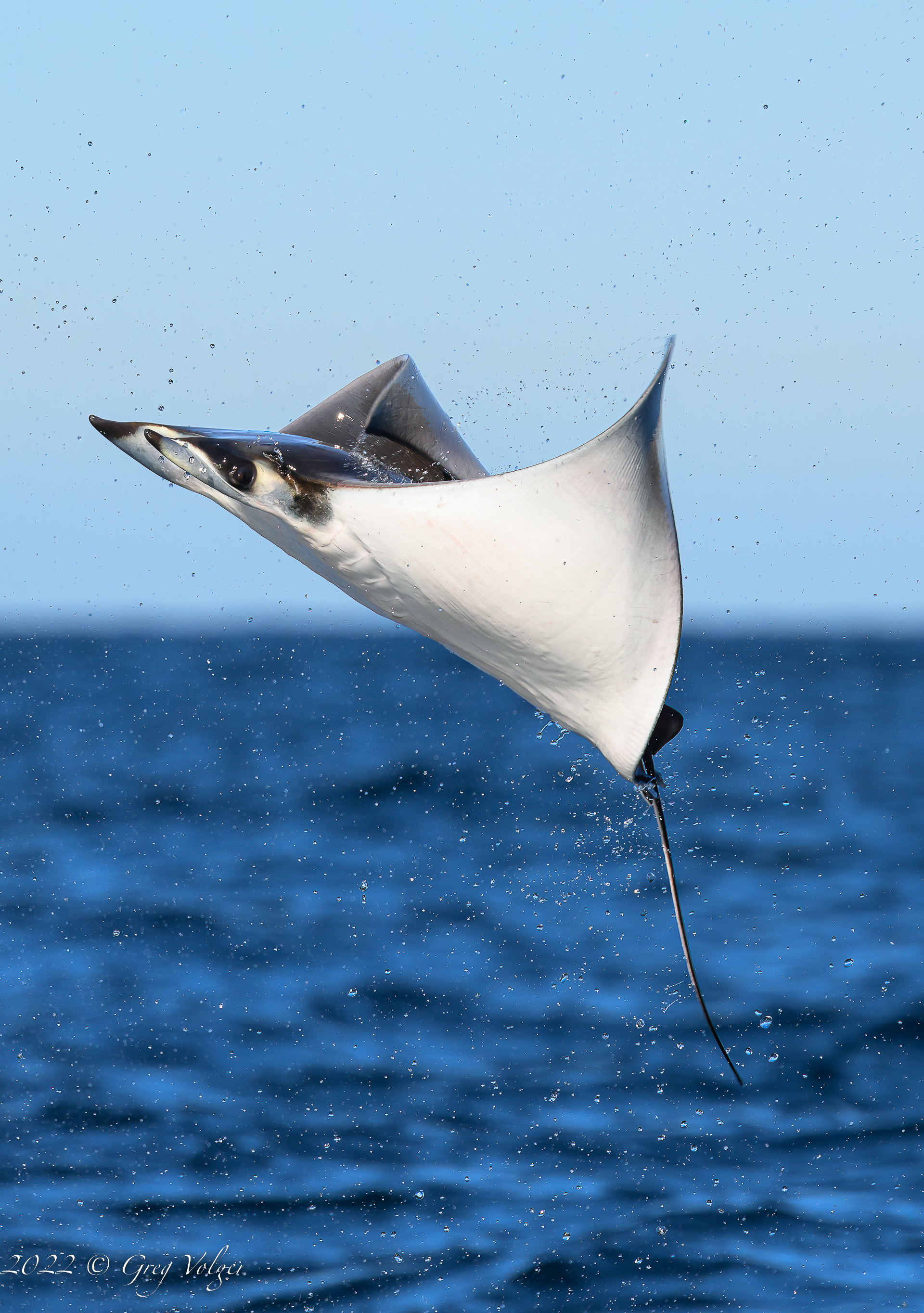 Leaping Mobula in Magdalena Bay