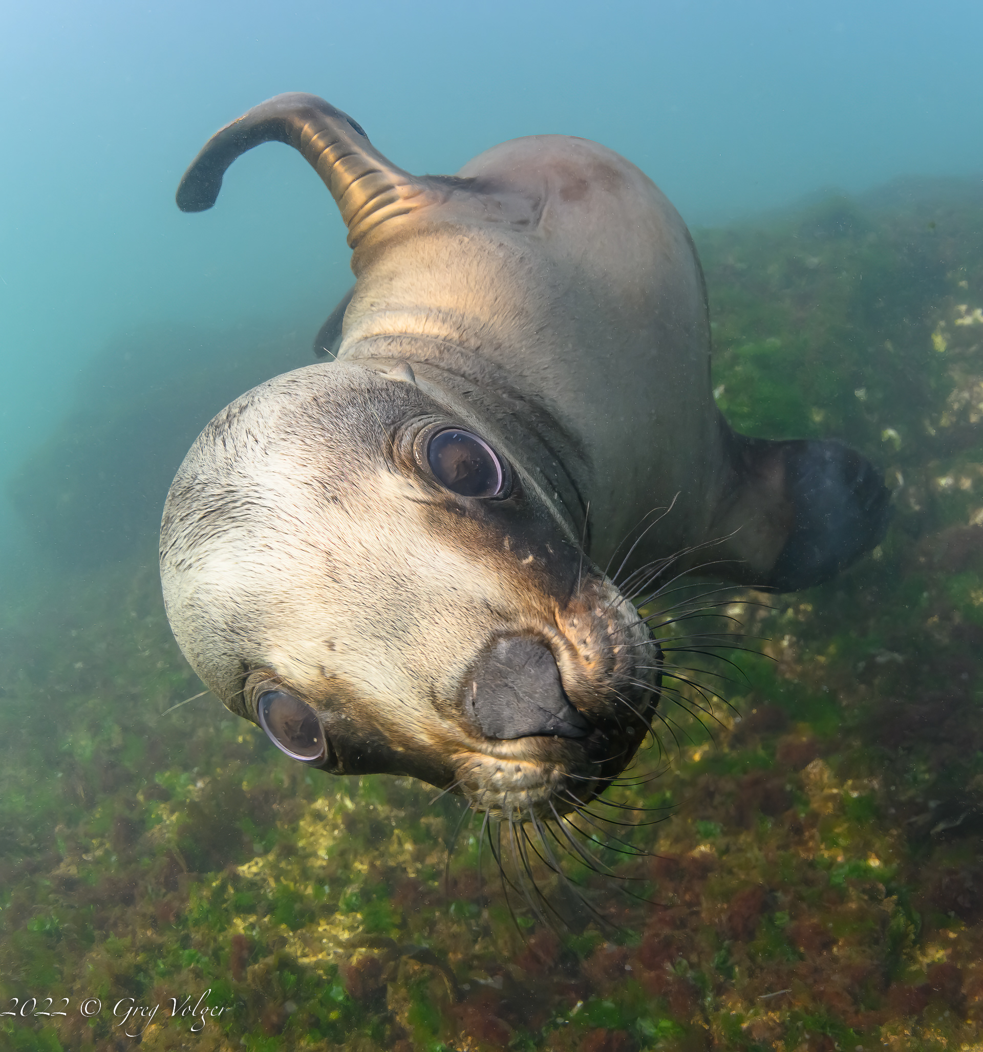 Southern Sea Lion