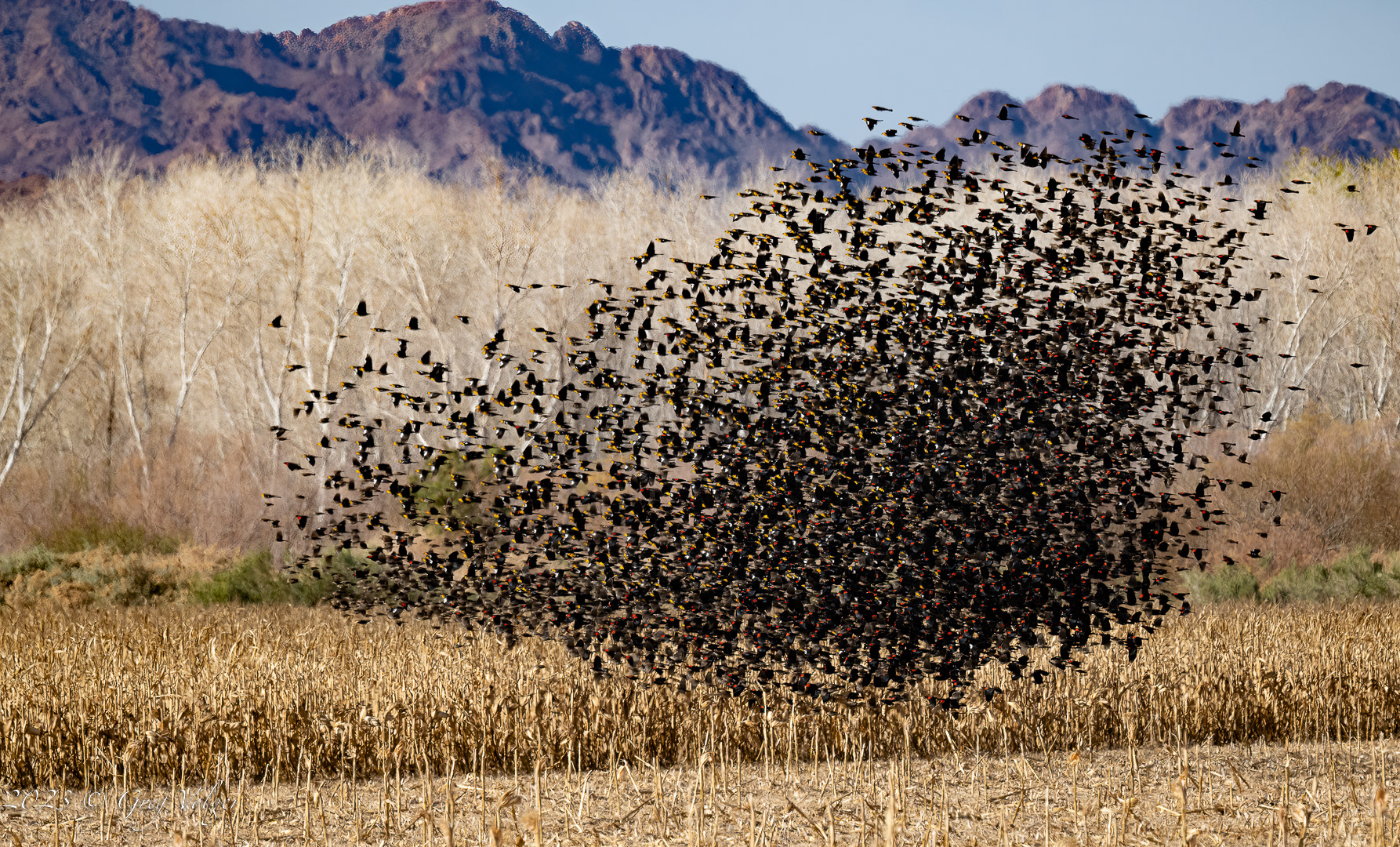 Yellow-head & Red-winged blackbirds