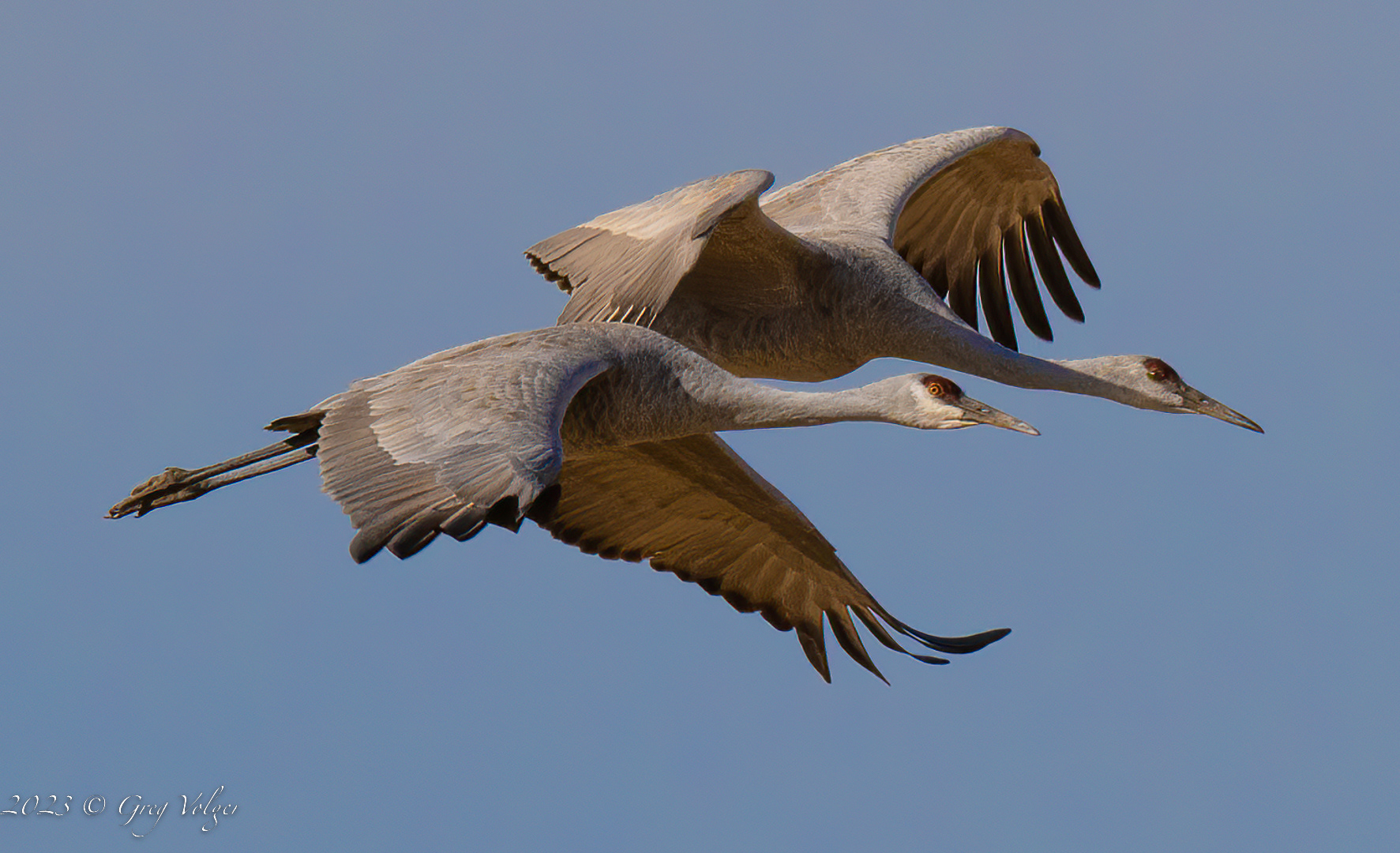 Sandhill crane