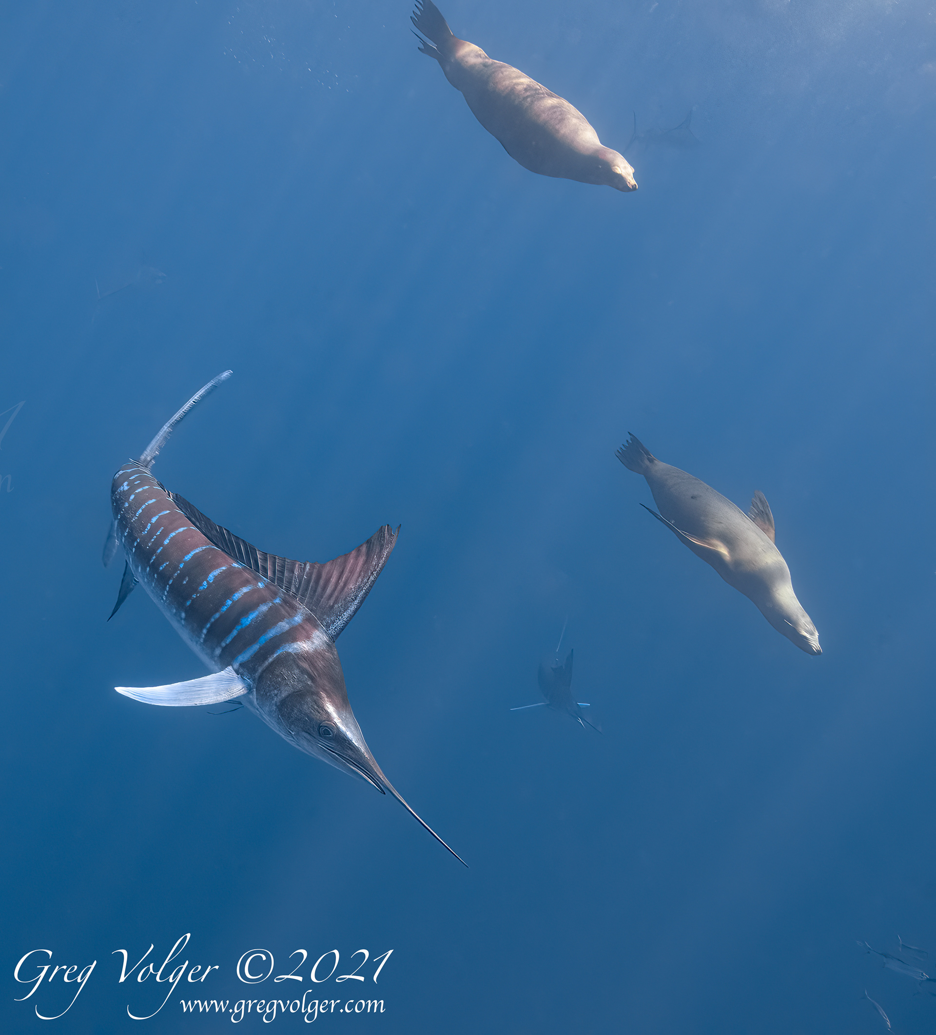 Magdalena Bay, Striped Marlin & Sea Lions