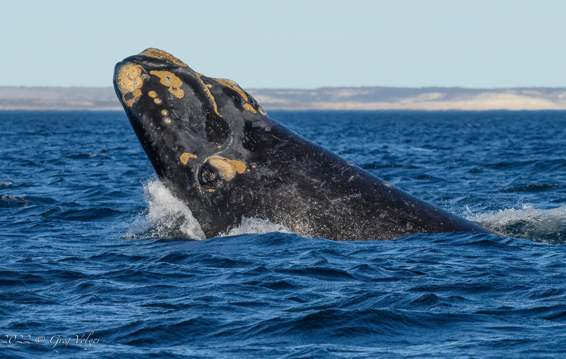 Southern Right Whale