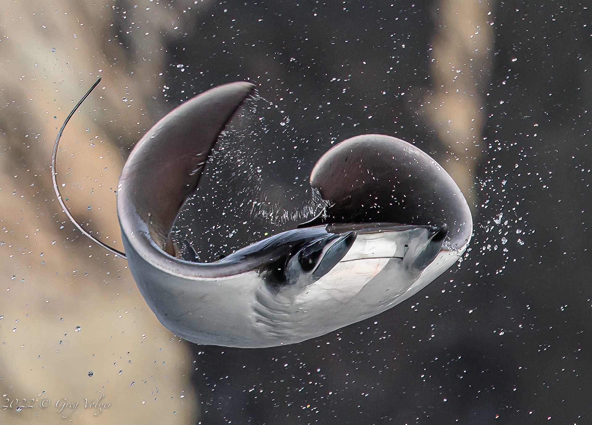 Leaping Mobula in Magdalena Bay